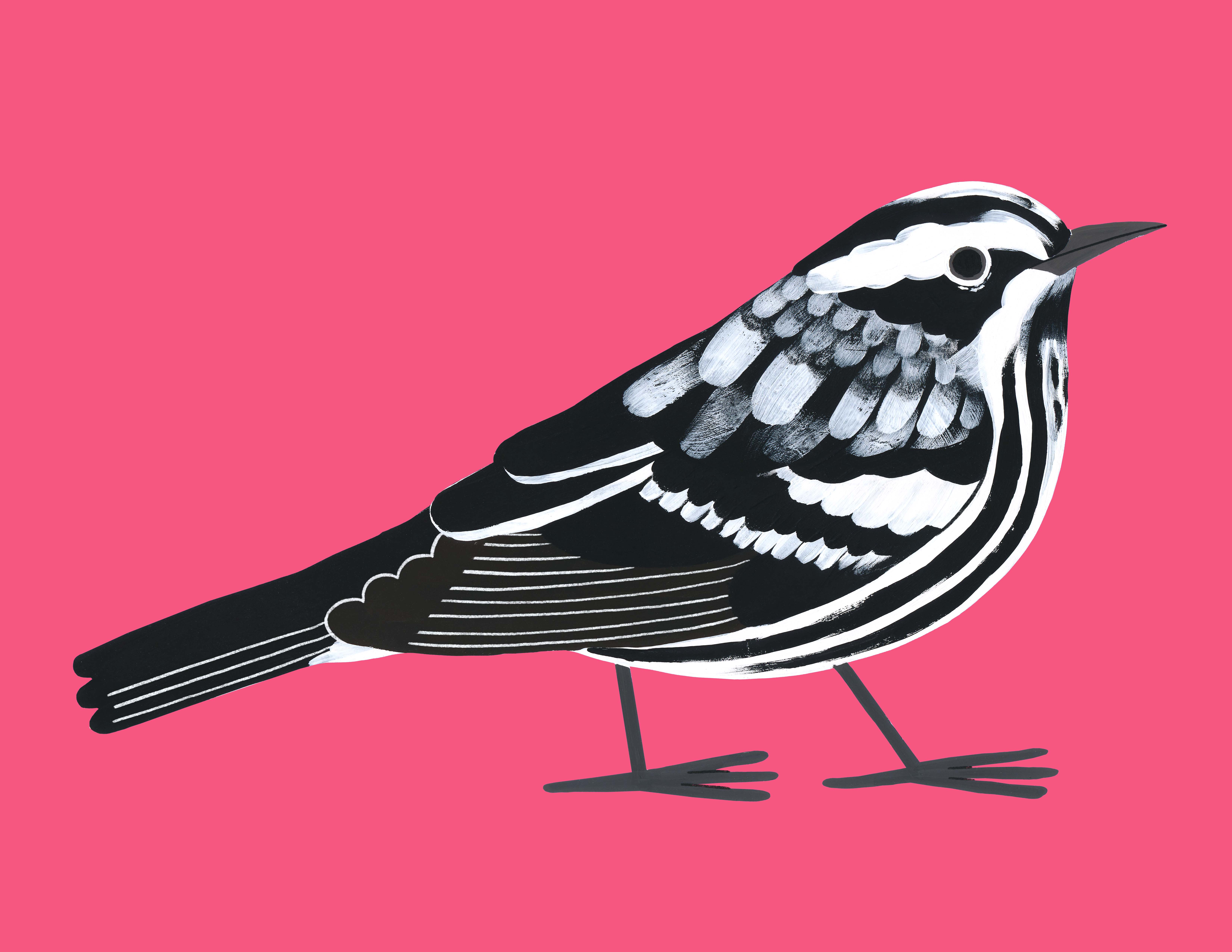 Paruline noir et blanc