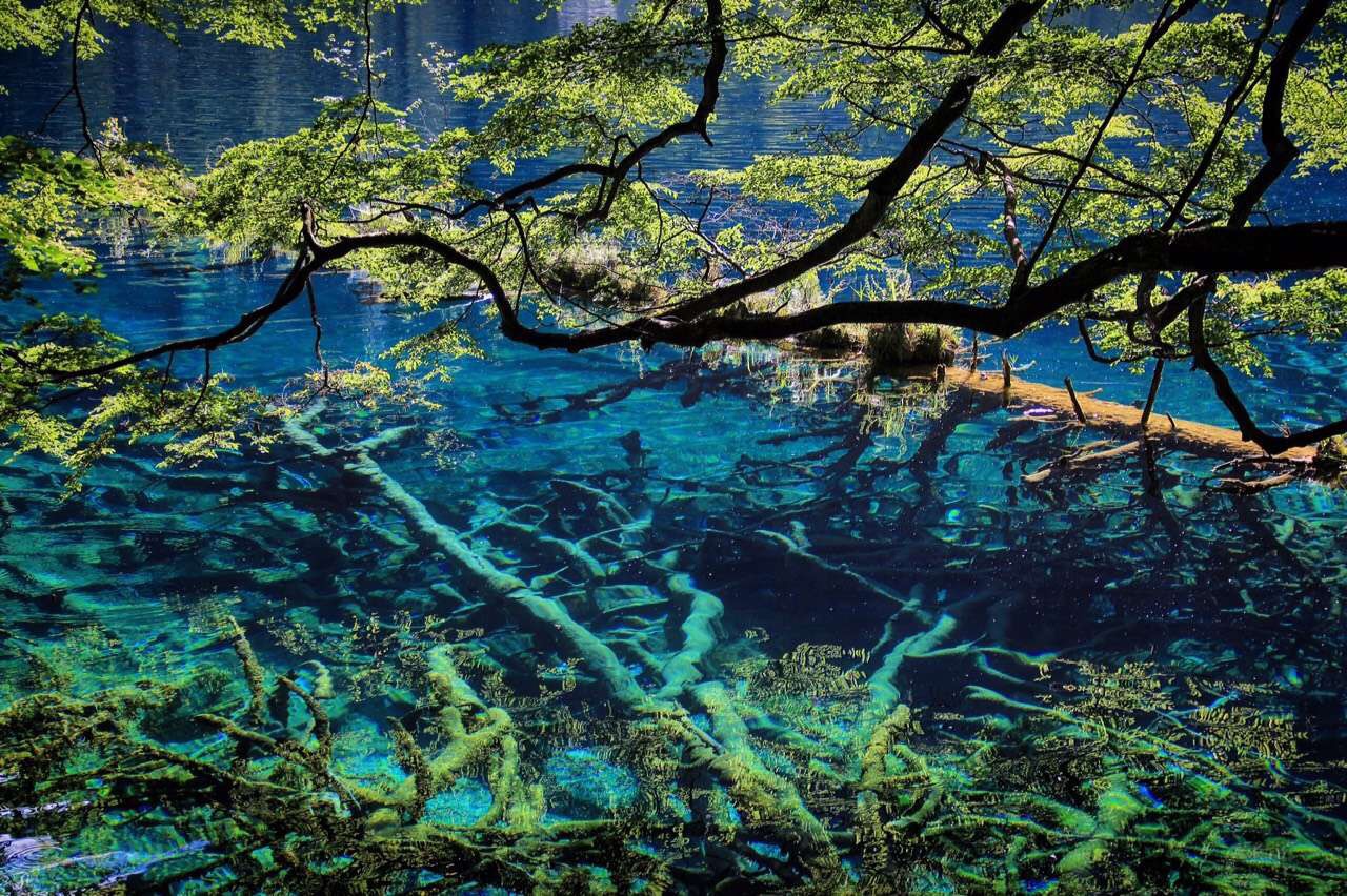 "The tree dearly bows down to embrace his parents underneath the blue mirror, "