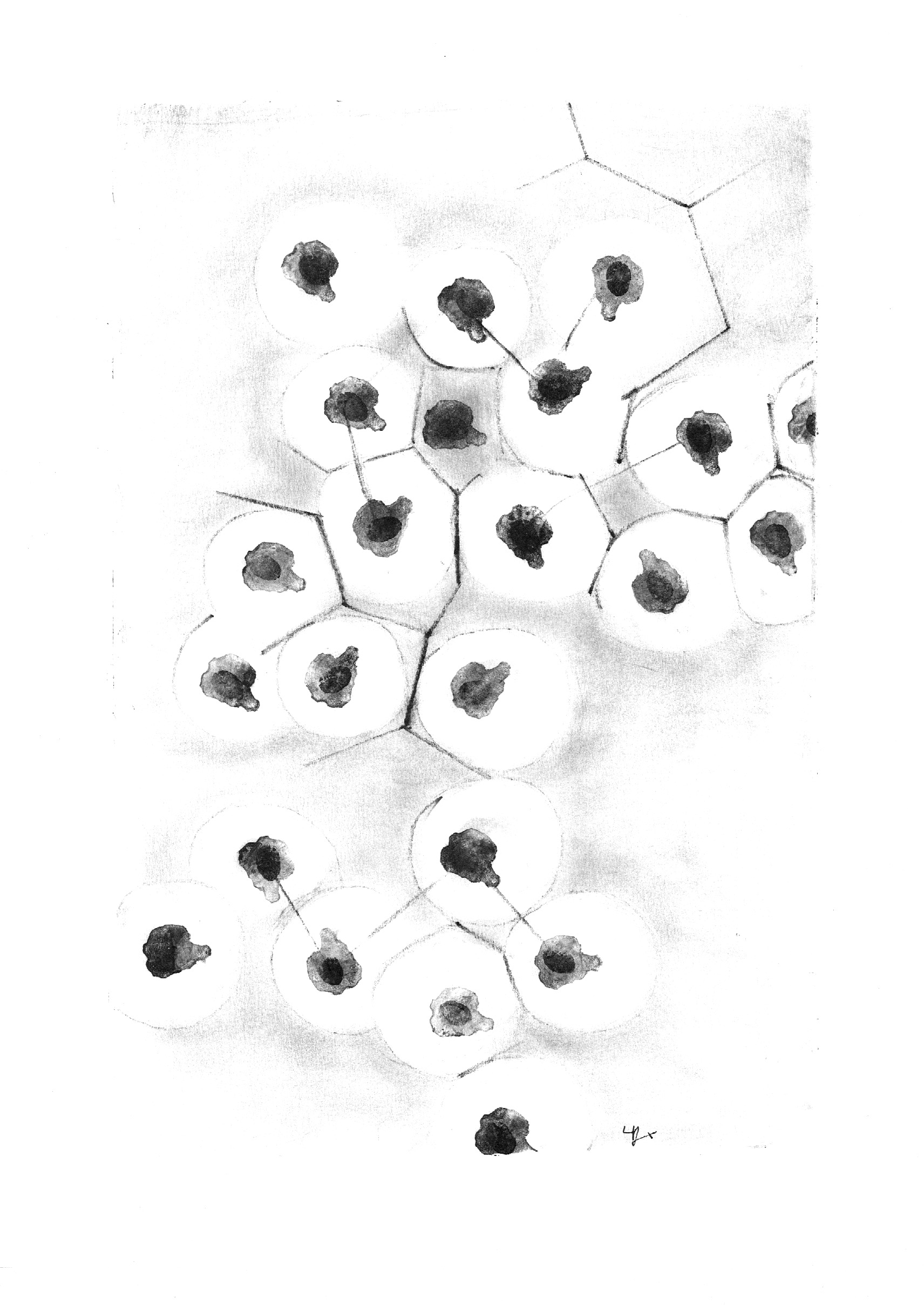 Cellulhum I-2014-33X22