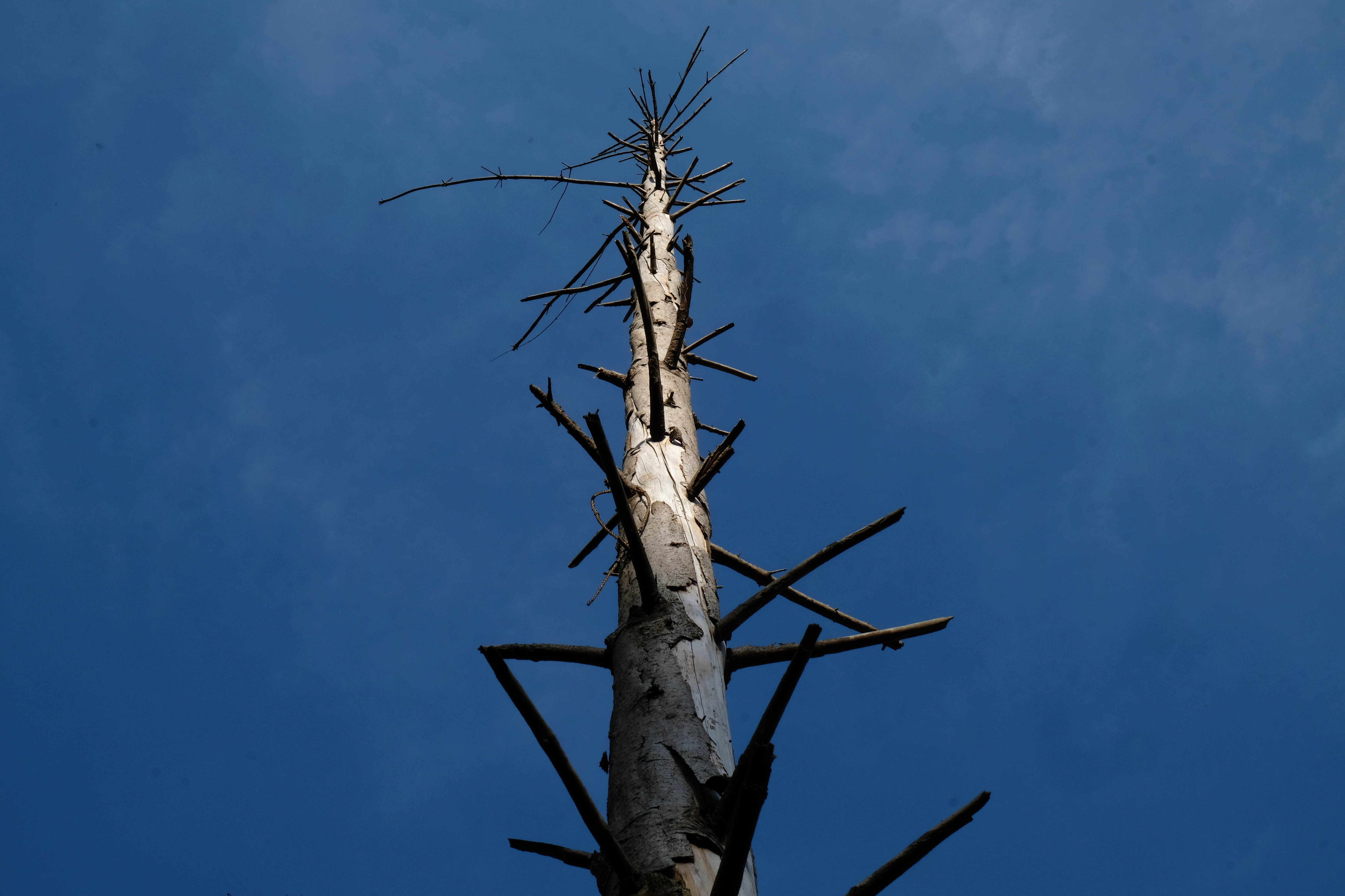 De letterzetter zorgt voor steeds meer schade aan het naaldbossenbestand in de regio