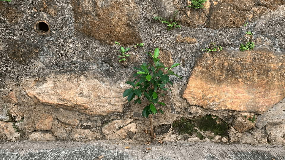 STONE WALL 17:50 SAI YING PUN