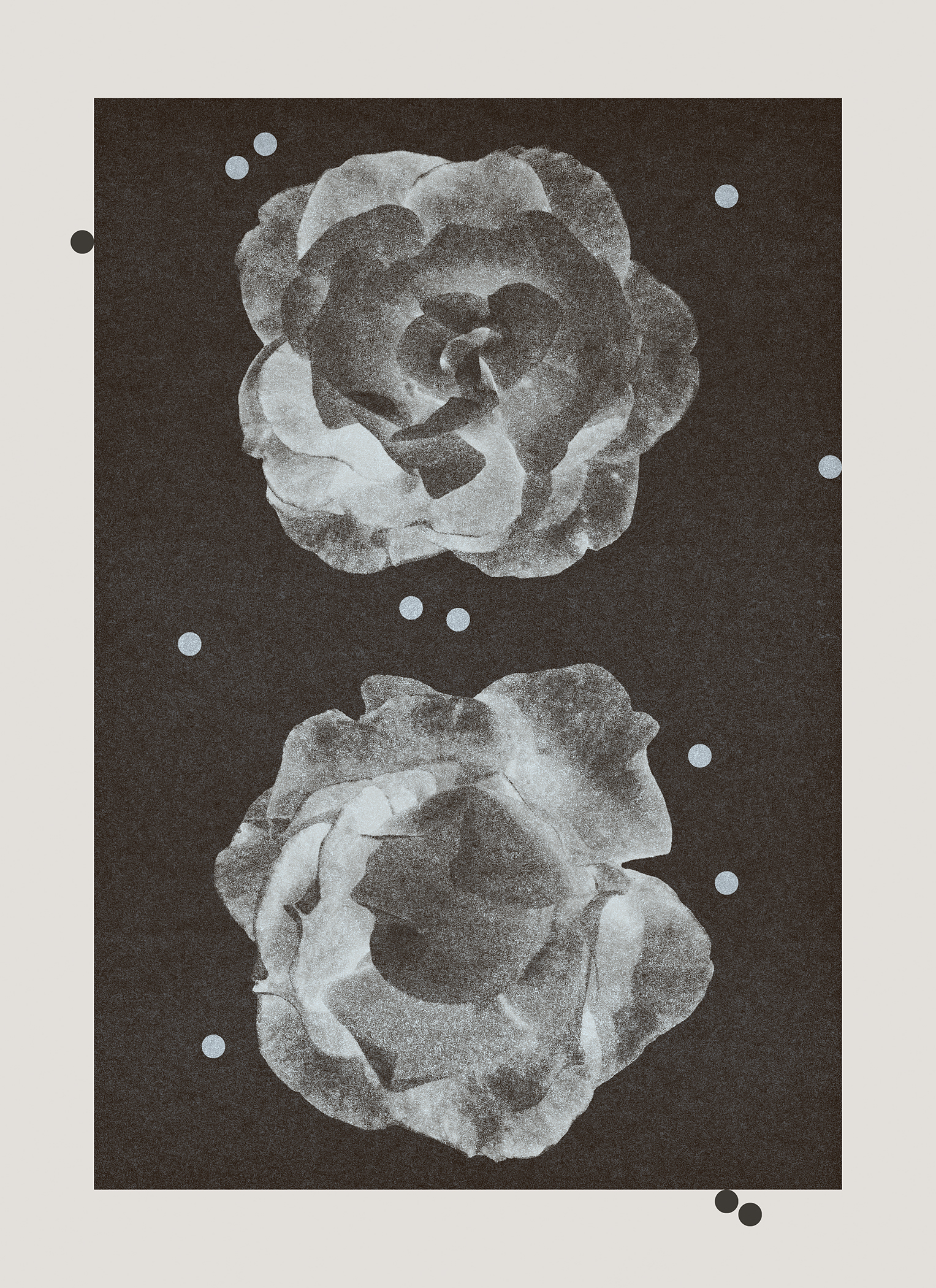 361. xray roses and rice grains on the floor 25.12.24