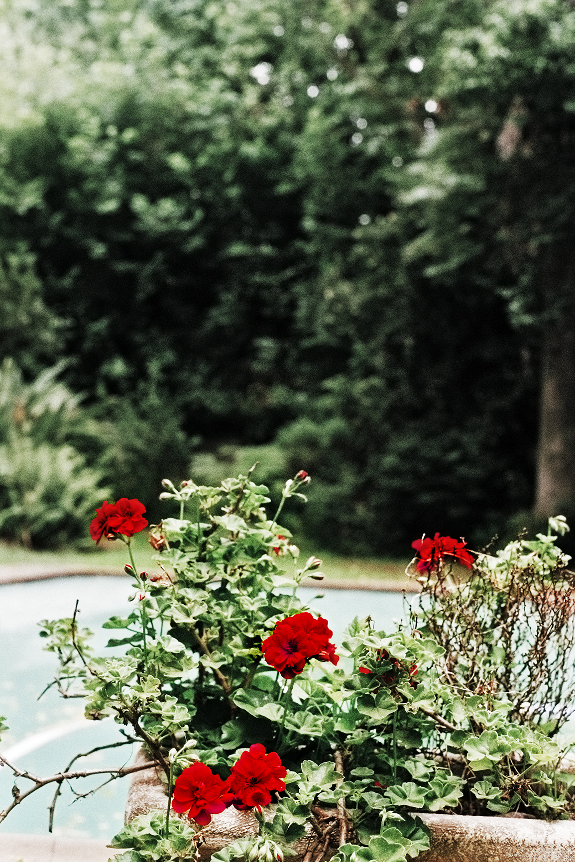 Sabelo Mlangeni, Roses at Hollywood Glen (2013) | C-Print, edition 7 + 2AP | From the series No problem