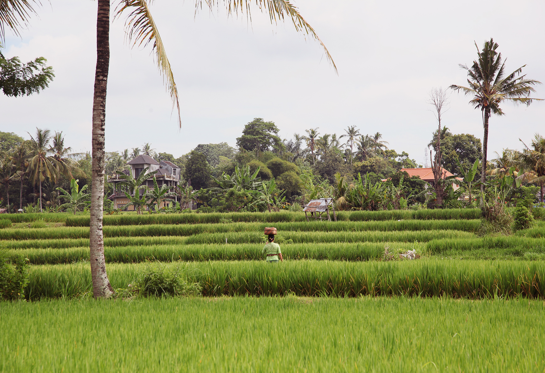 Living as a Digital Nomad in Ubud, Bali — The Travelling Light