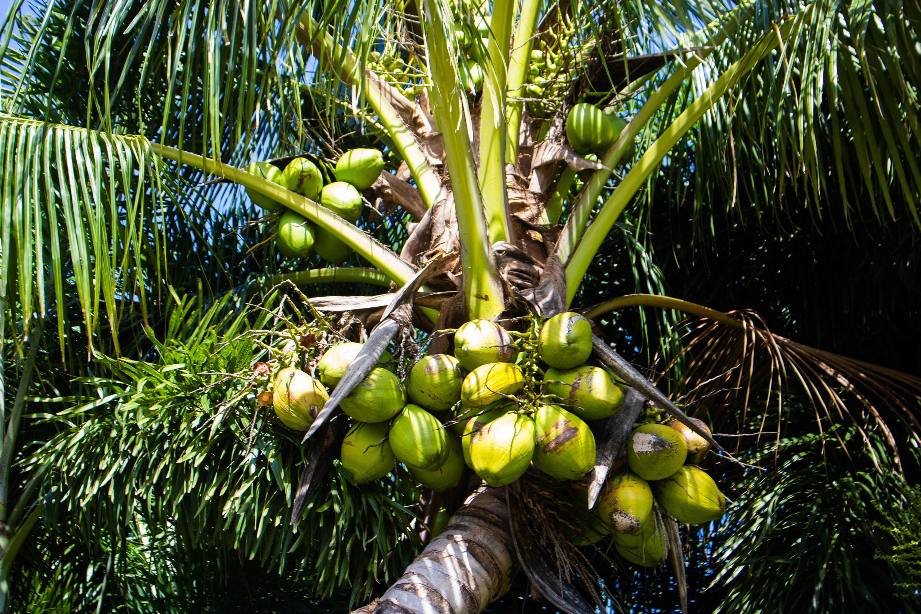 Outdoor Plants, Gardening and Fruits