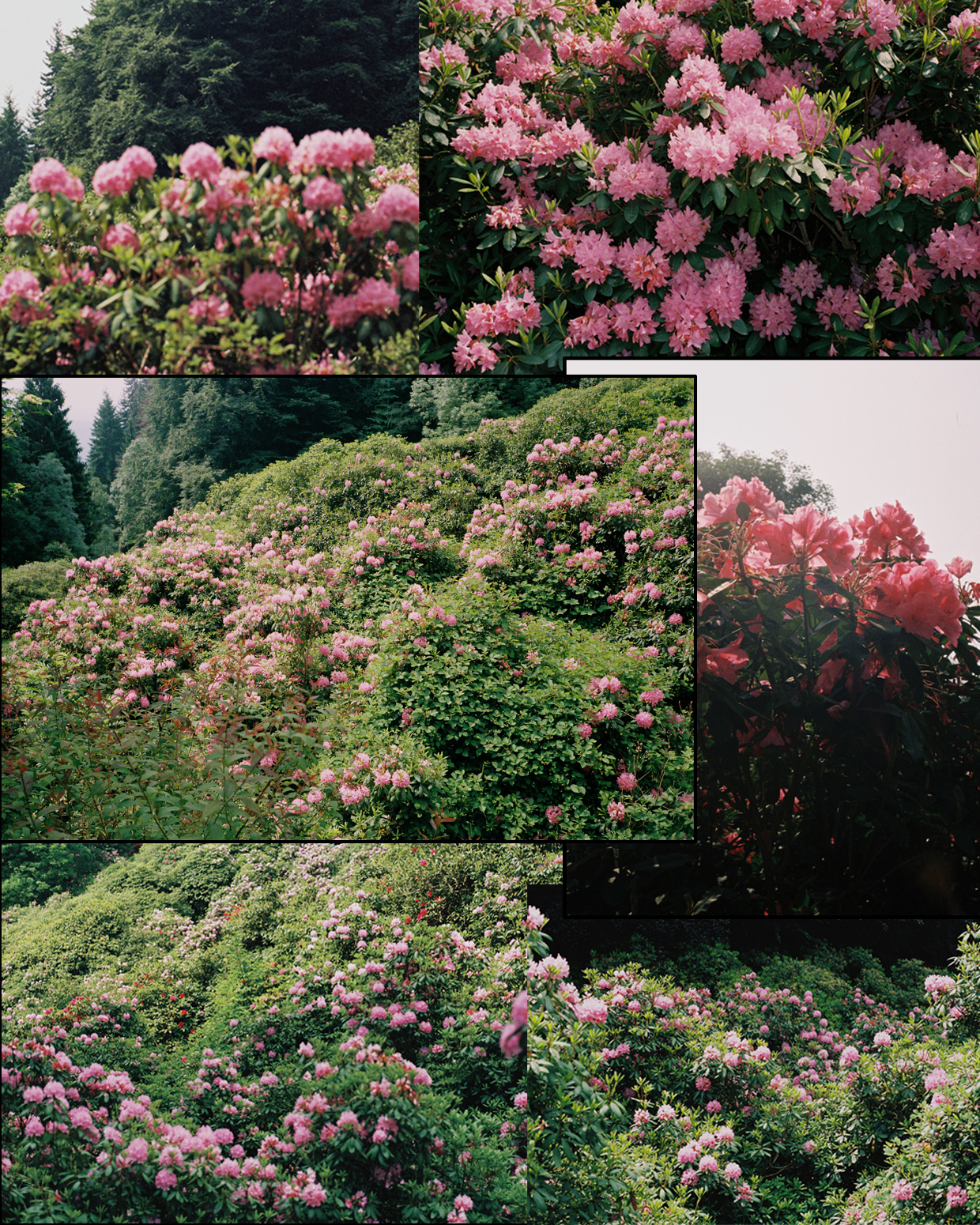 conca dei rododendri