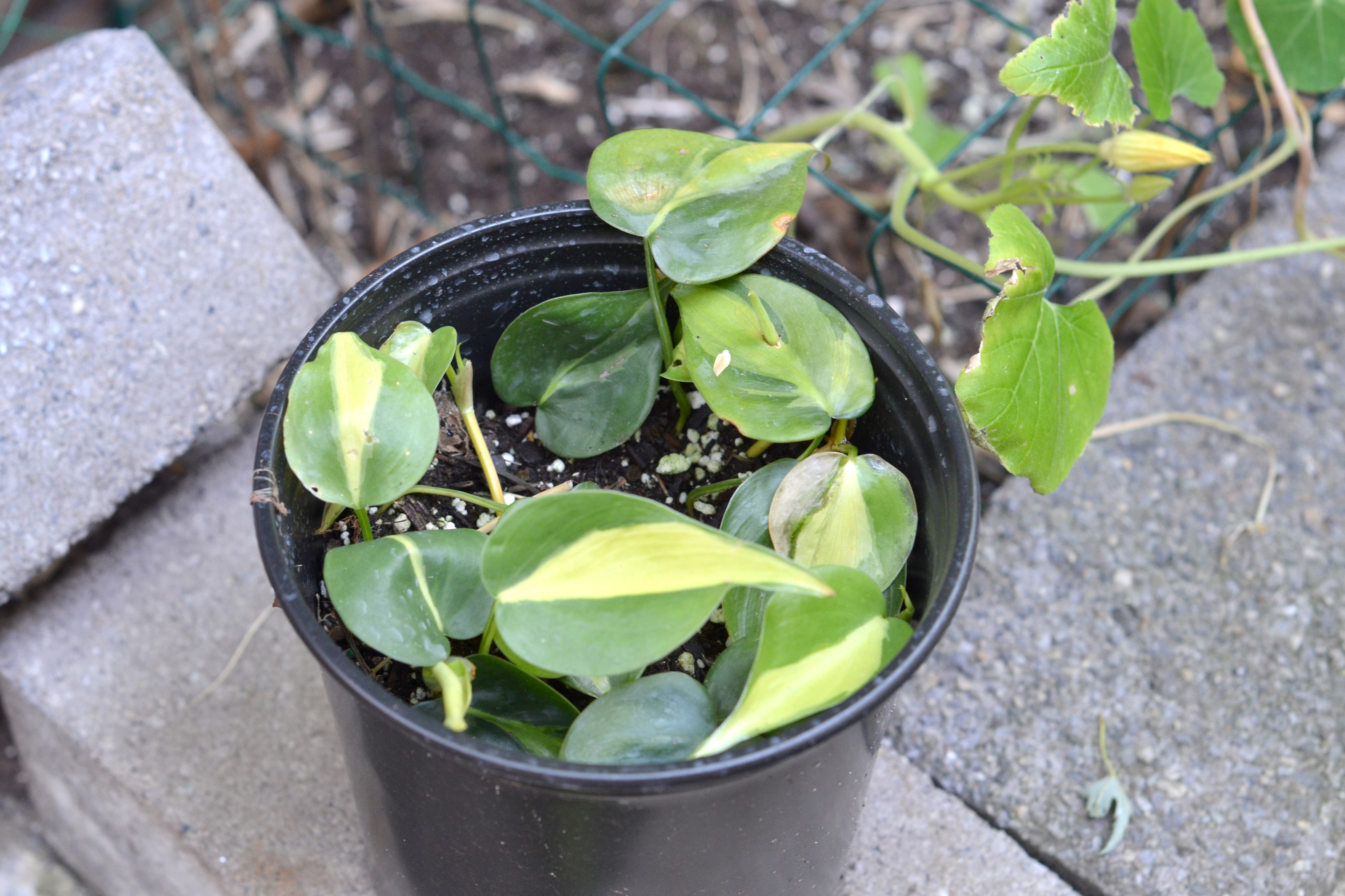 The pothos I propagated from my indoor plant