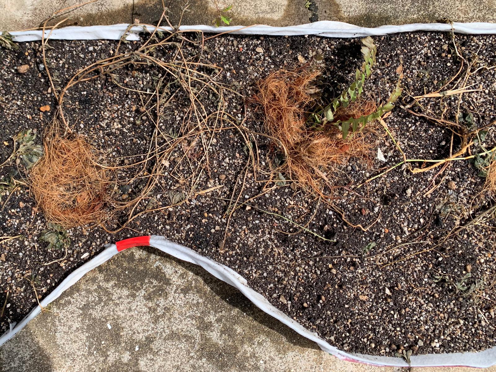 Transplanting weeds