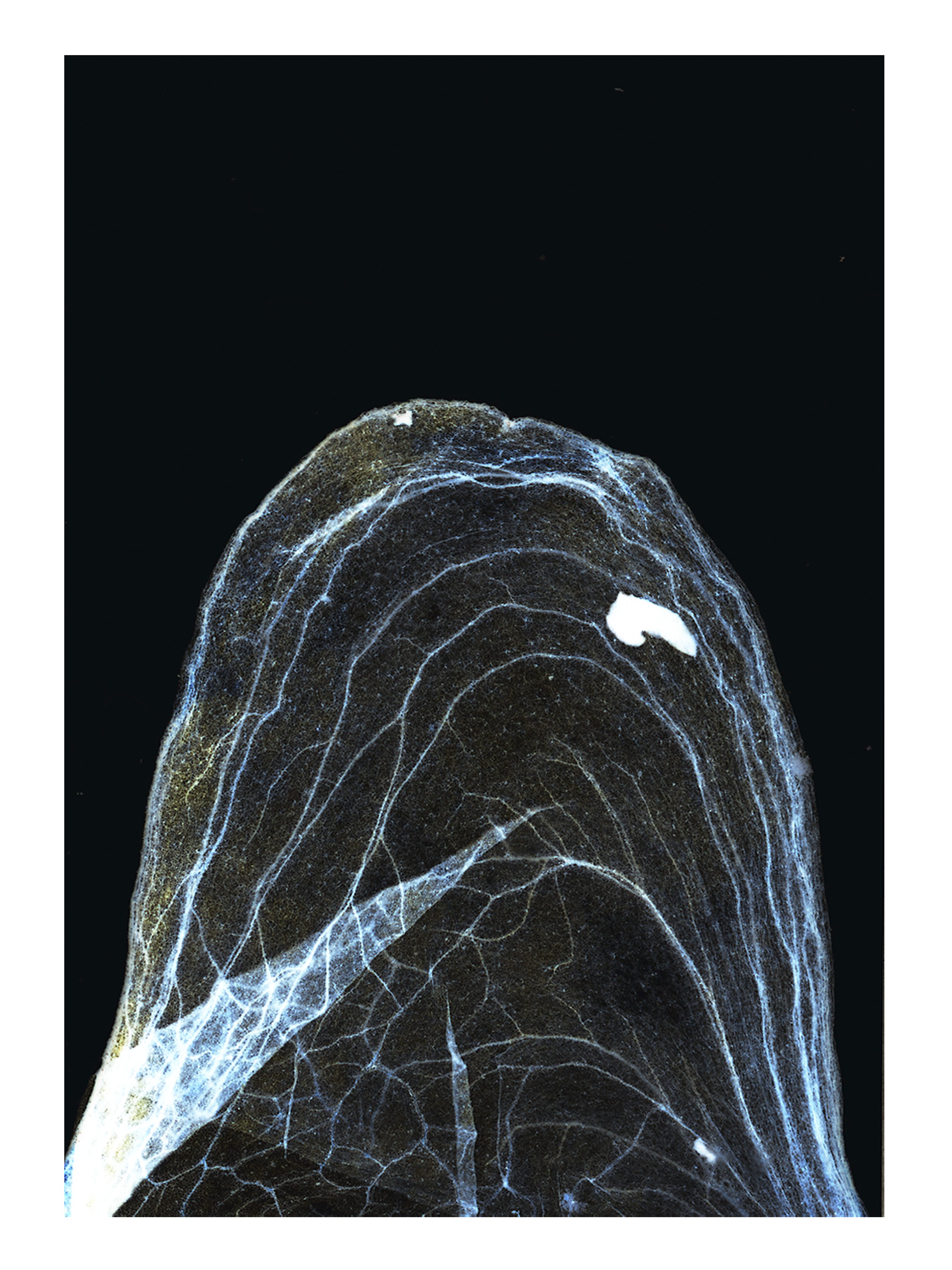 Ph(y)toform 6, 19.8 x 29.2cm, Giclée print of Fine Art Rag Matt