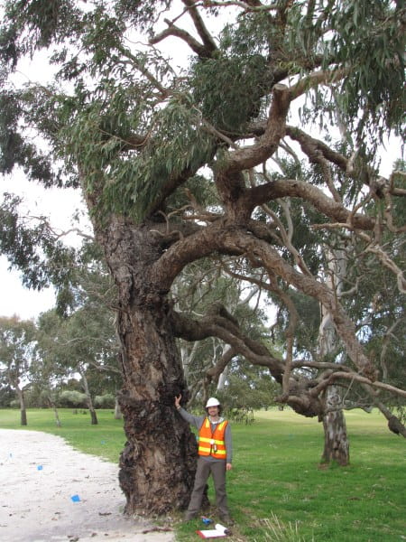 Urban Trees and Urban Forestry Group, University of Melbourne