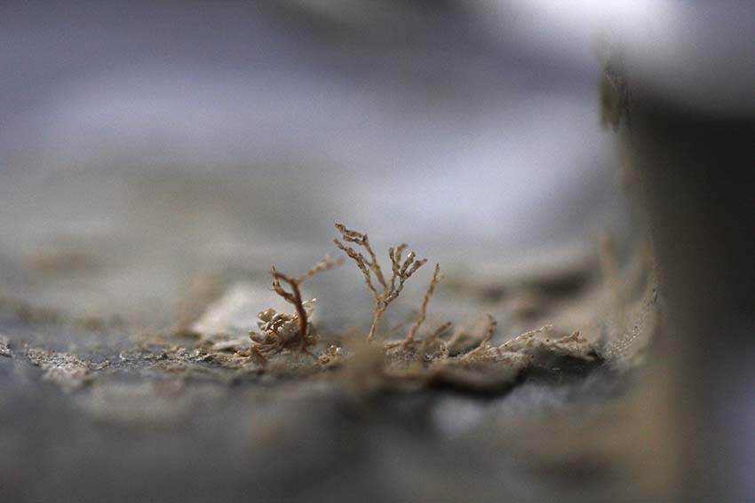 FIGURE 21 Macro algae found growing on the warped plastics.