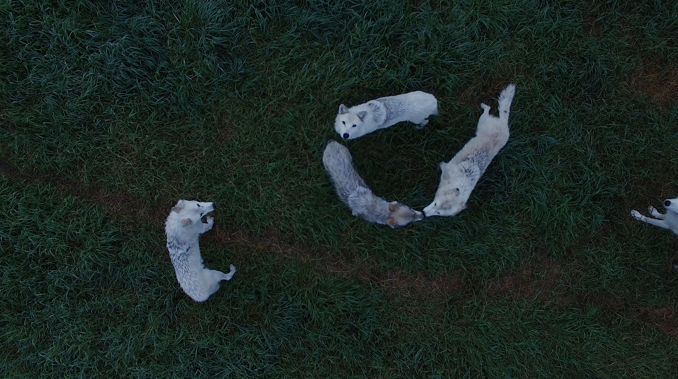 Demelza Kooij: Wolves From Above, 2018