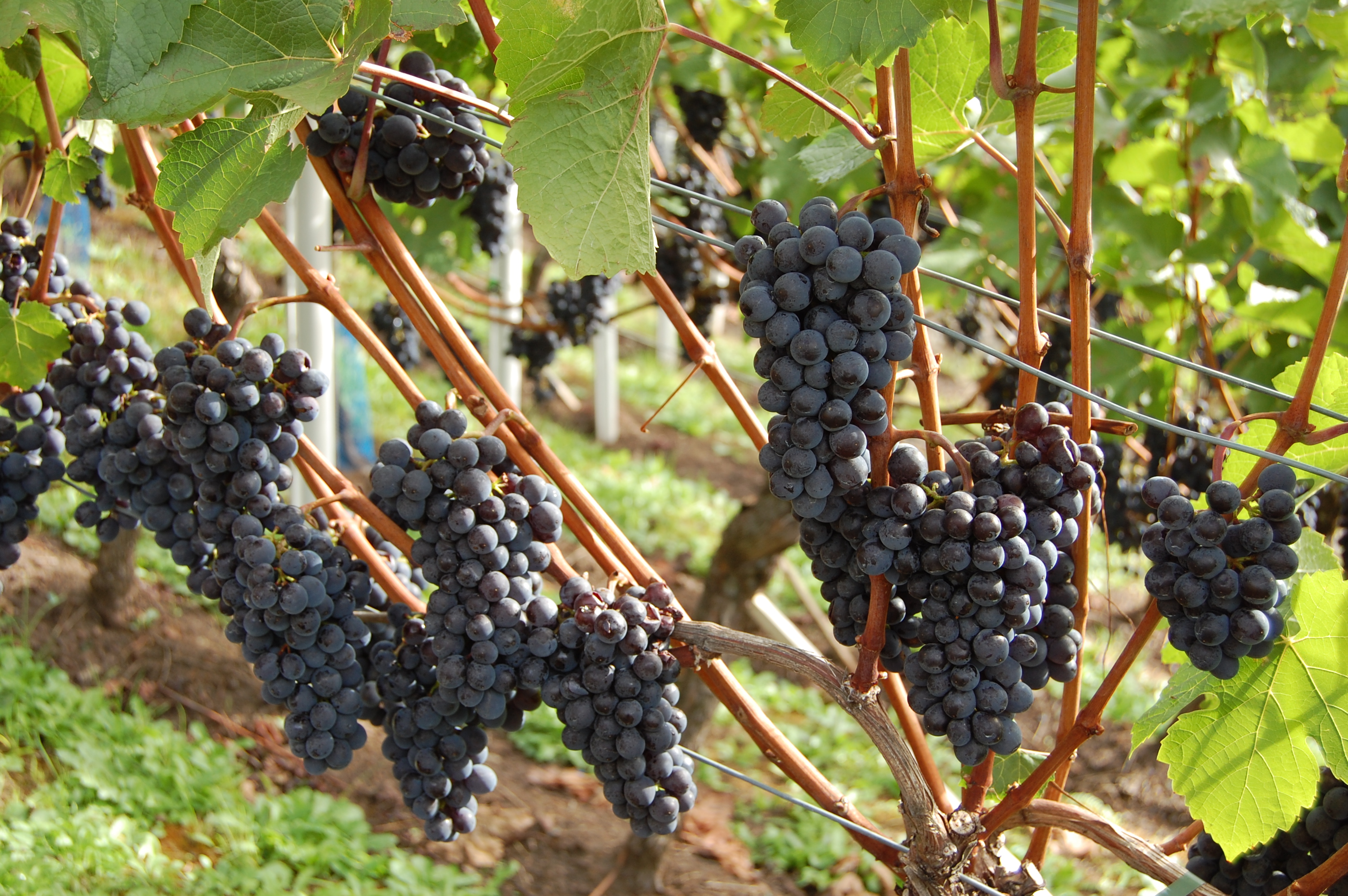 Wein Trauben im Weinberg Thomas Roser