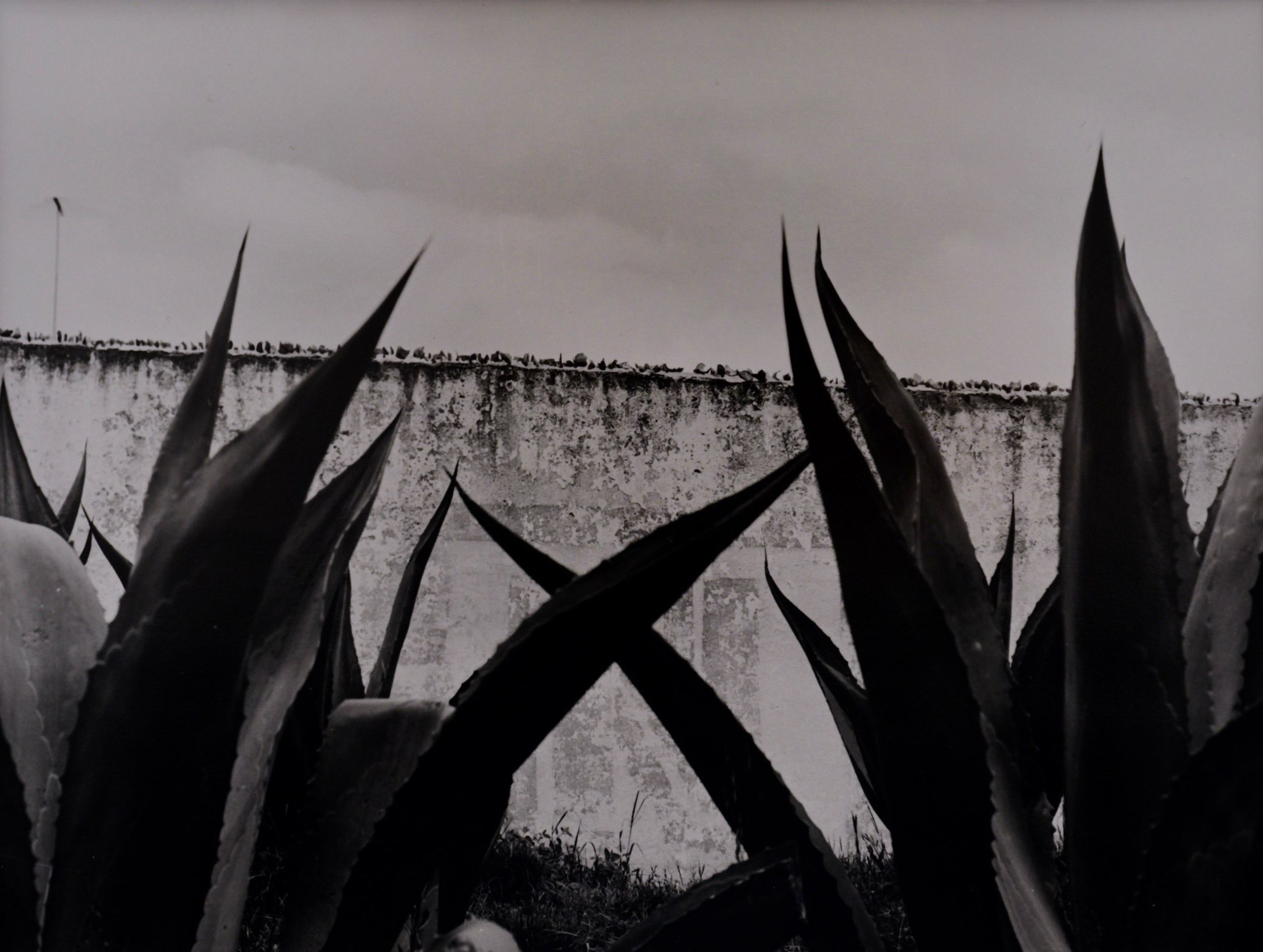 © Archivo Manuel ÁLVAREZ BRAVO