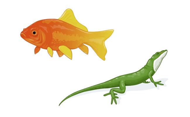 Pets (goldfish, anole lizard)