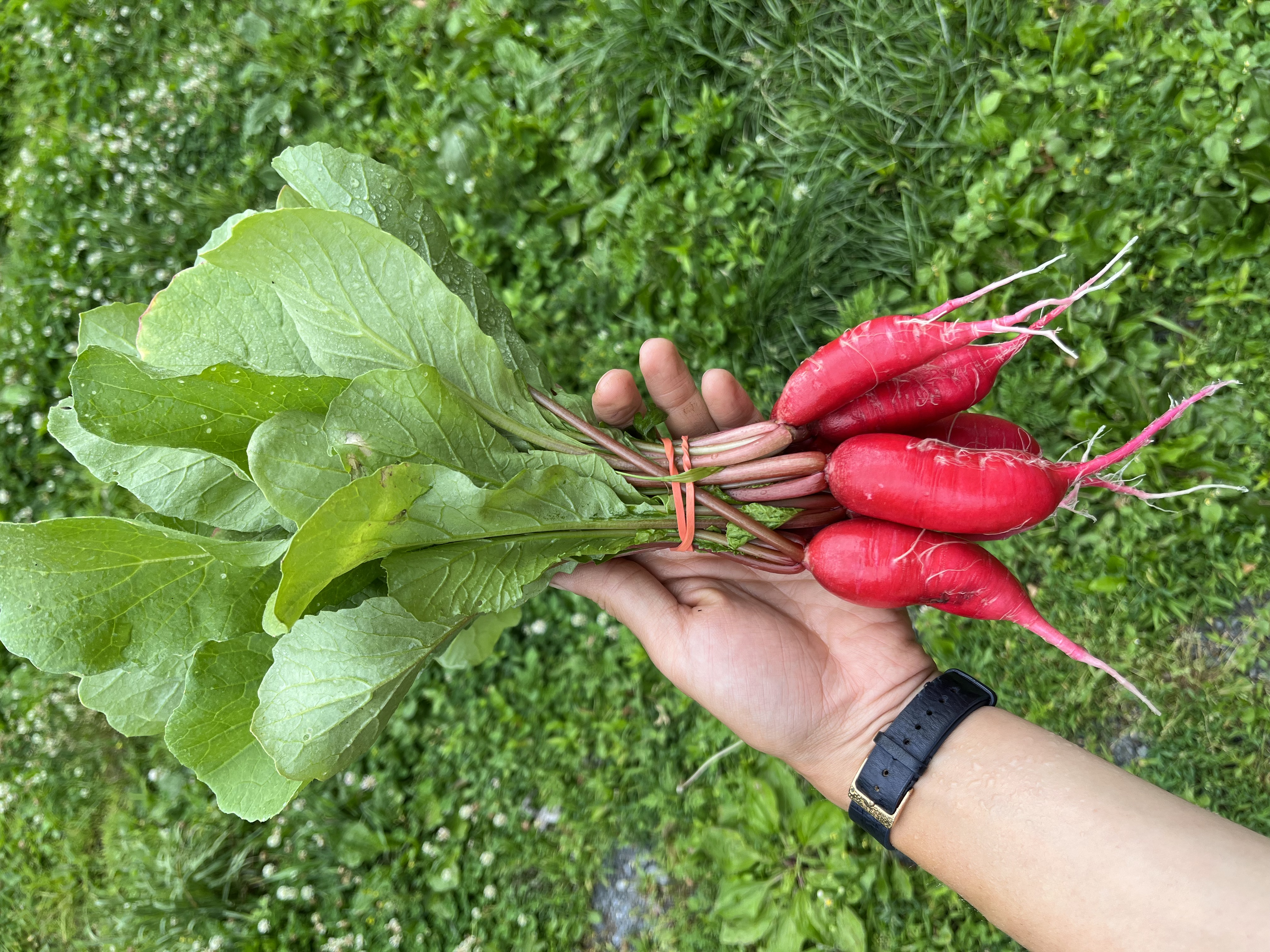 shunkyo radish
