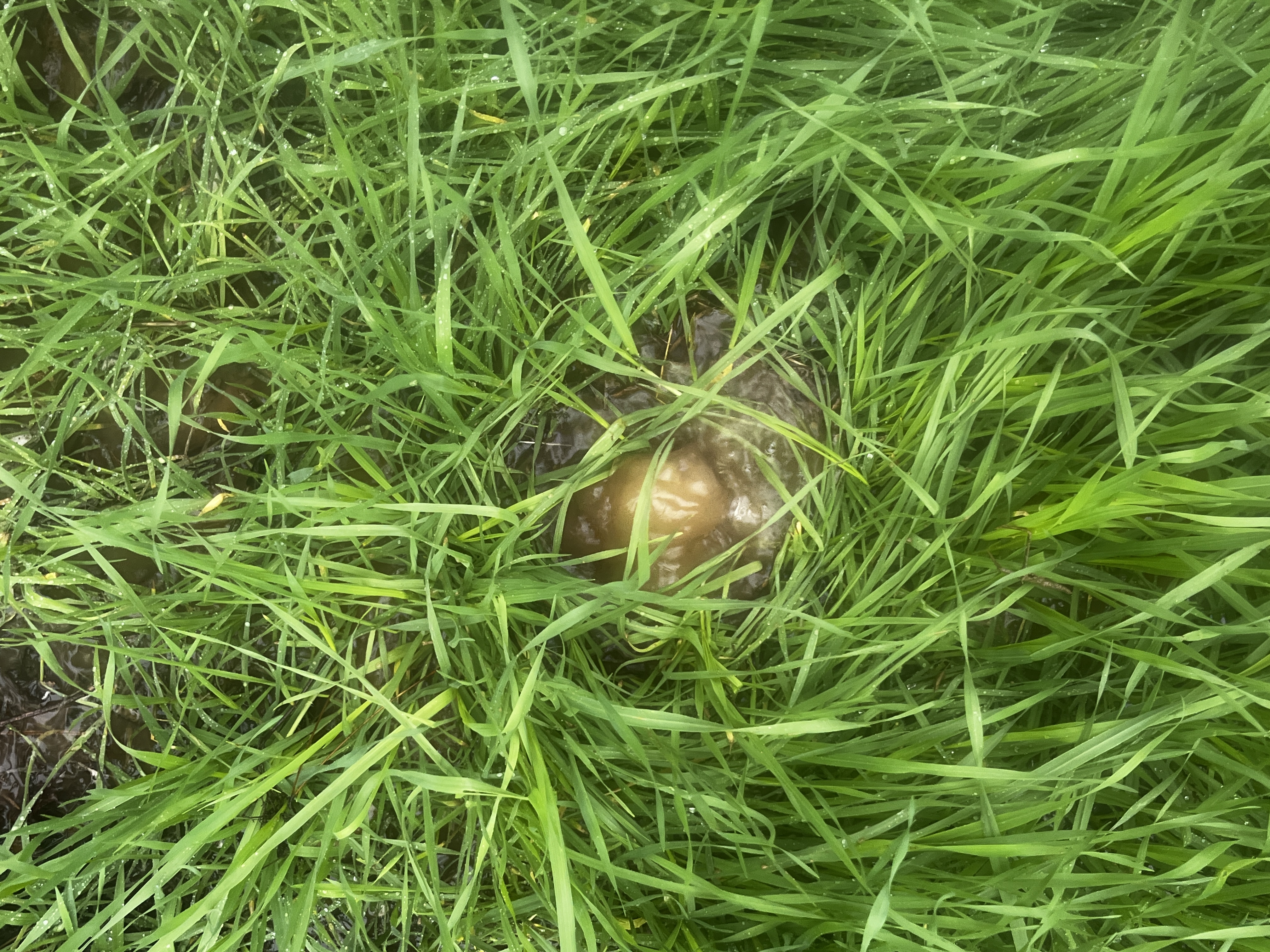 Fig 9,10. Small holes near the entrance gush with water.