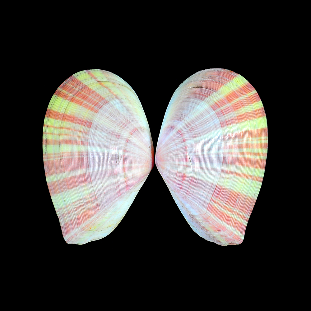 Tellina virgata (Linnaeus, 1758)