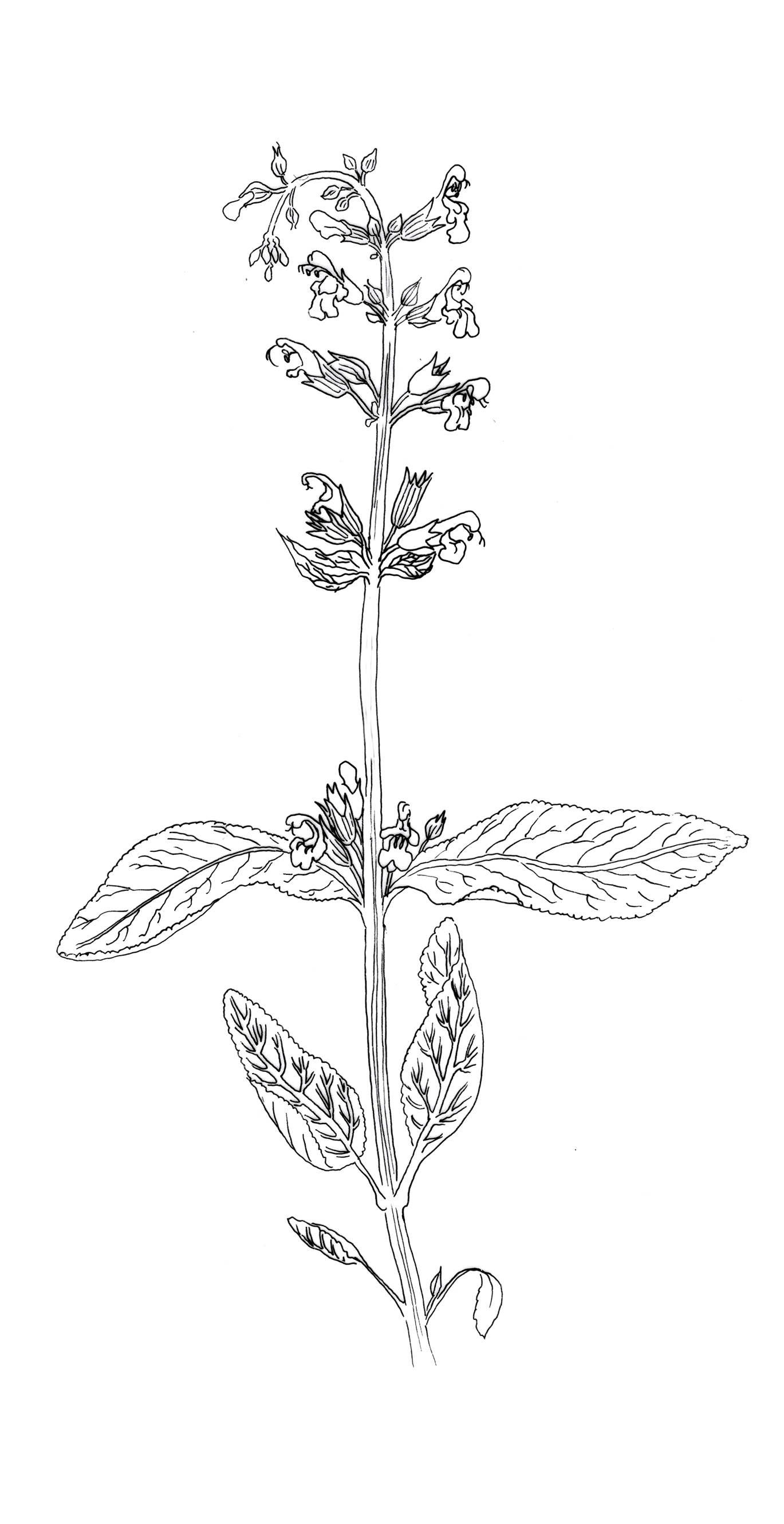 "Salvia officinalis" tinta sobre papel