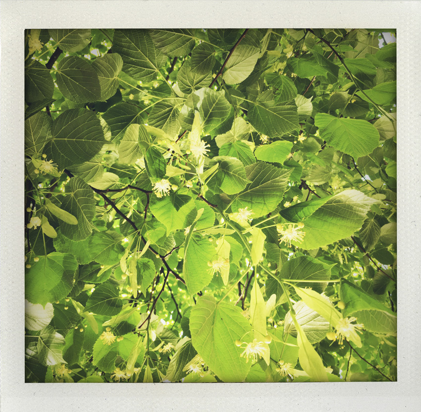 20 Mai 2020 Sous le tilleul