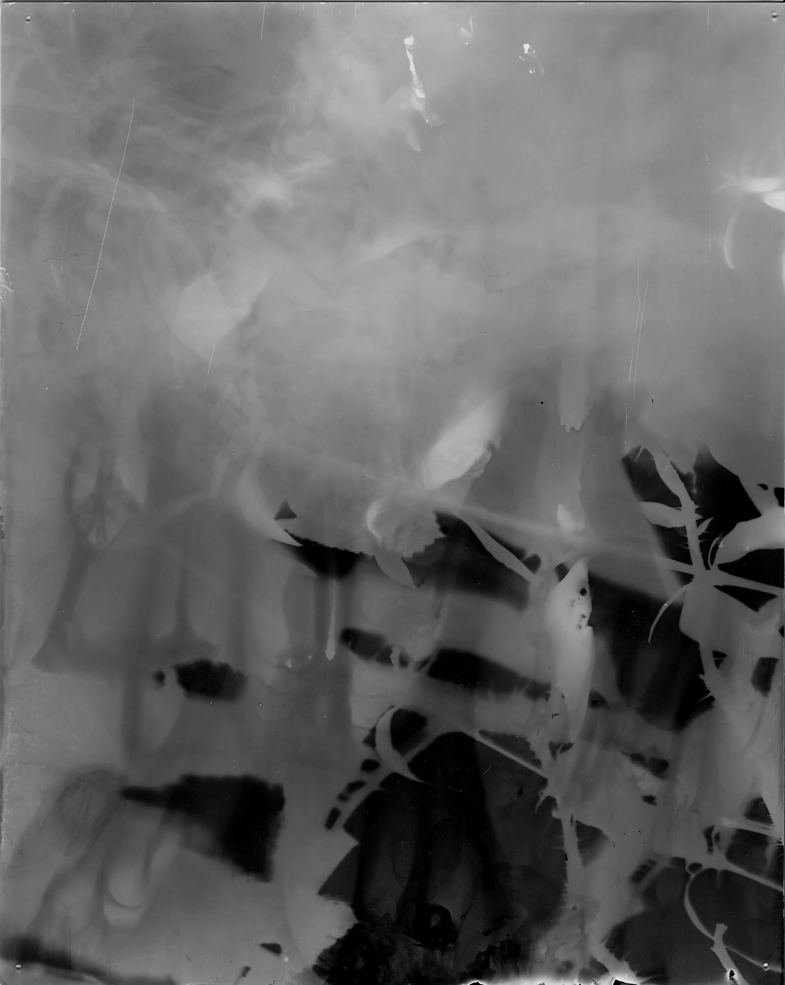 Big Beach Rose 01, 2020, 8 inches x 10 inches, Silver Gelatin Print