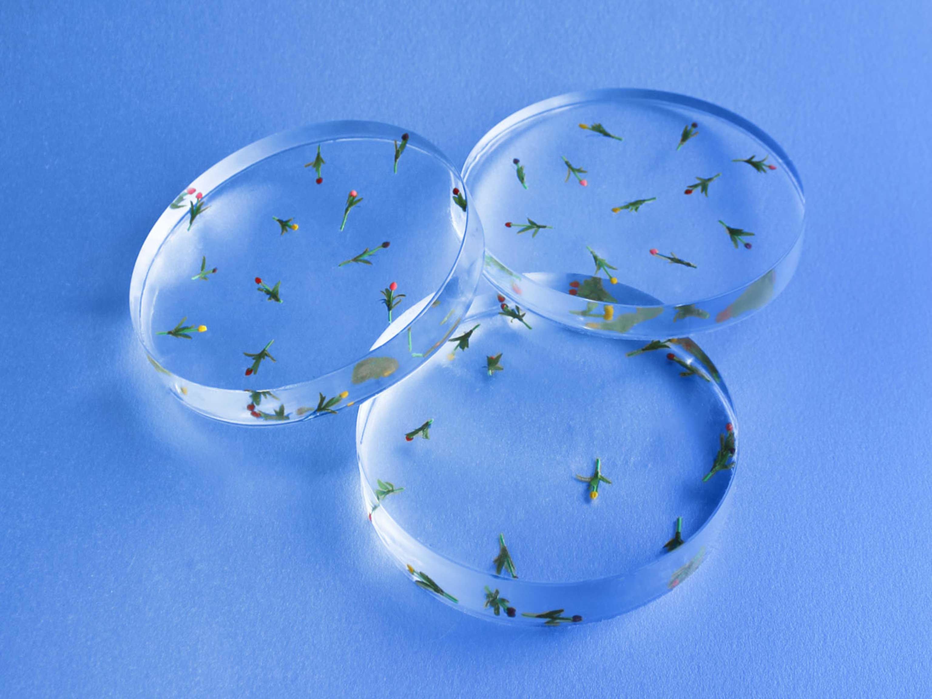 Tulip Coasters, 2020