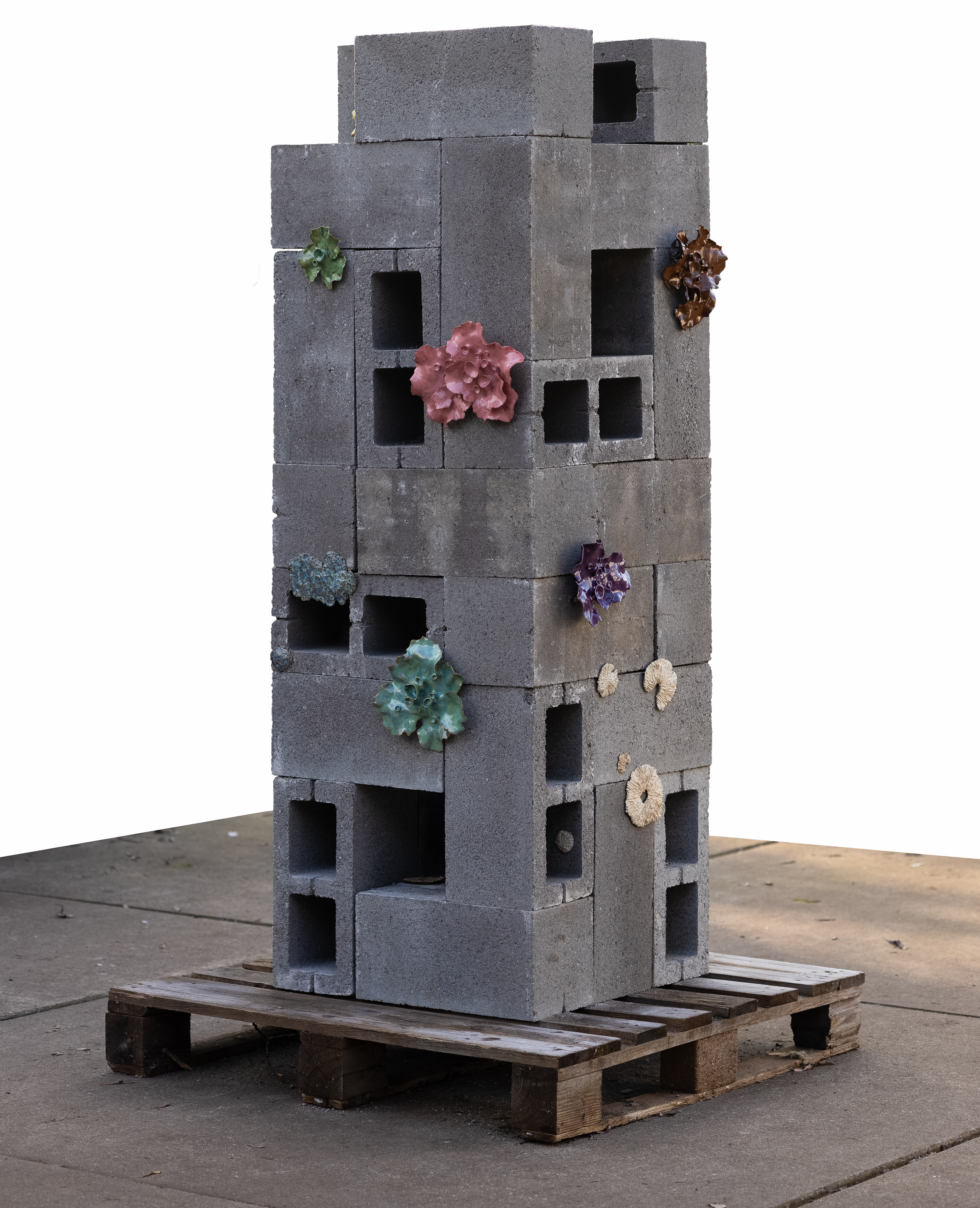 Korstmos/ Lichen, 2026