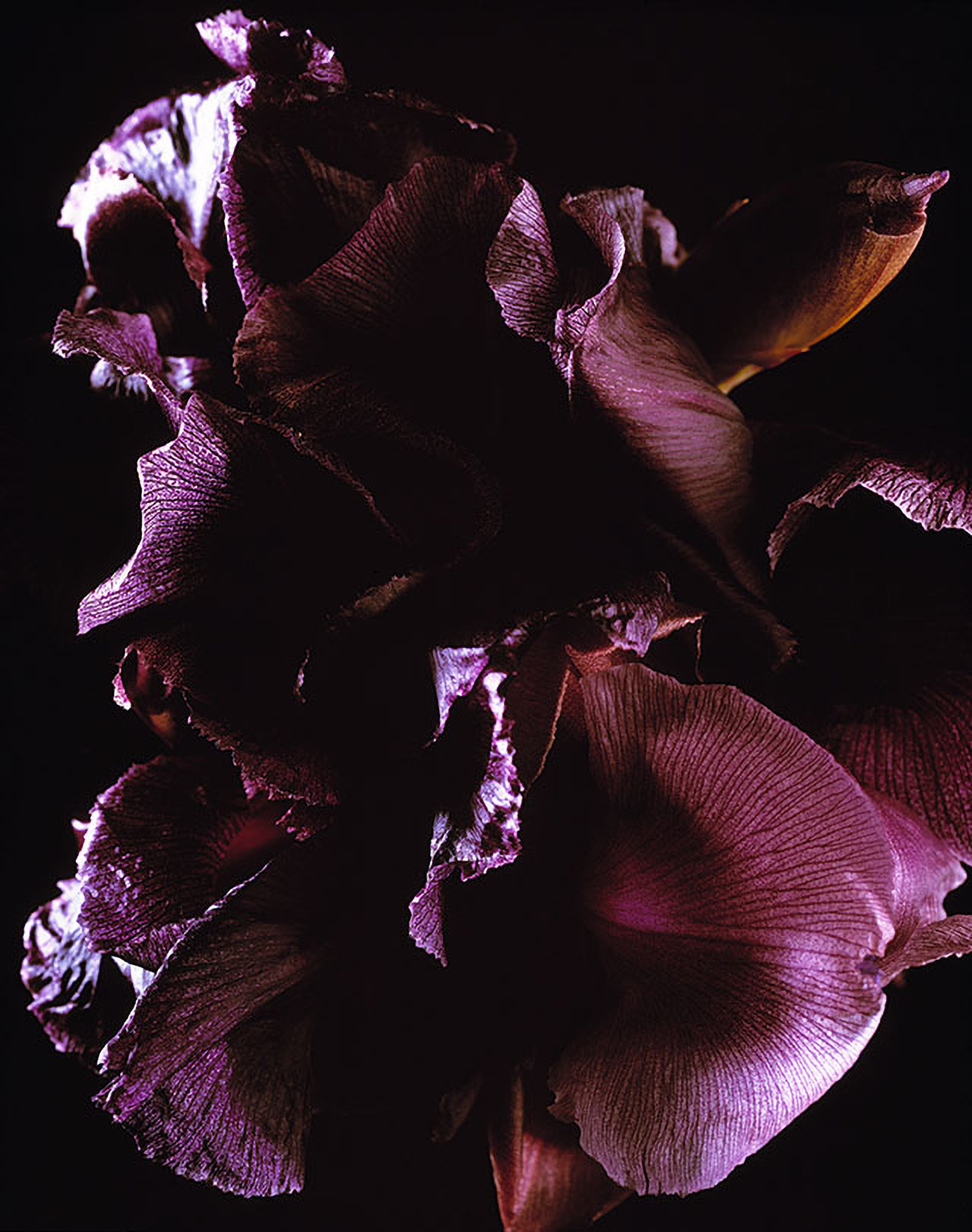 KMA photographer Daniel Schweizer shoots a dramatic photo of a shadowy purple flower against a black background