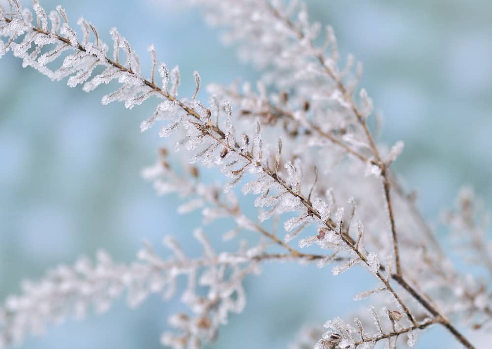 Nr.  123  filigran-diagonal