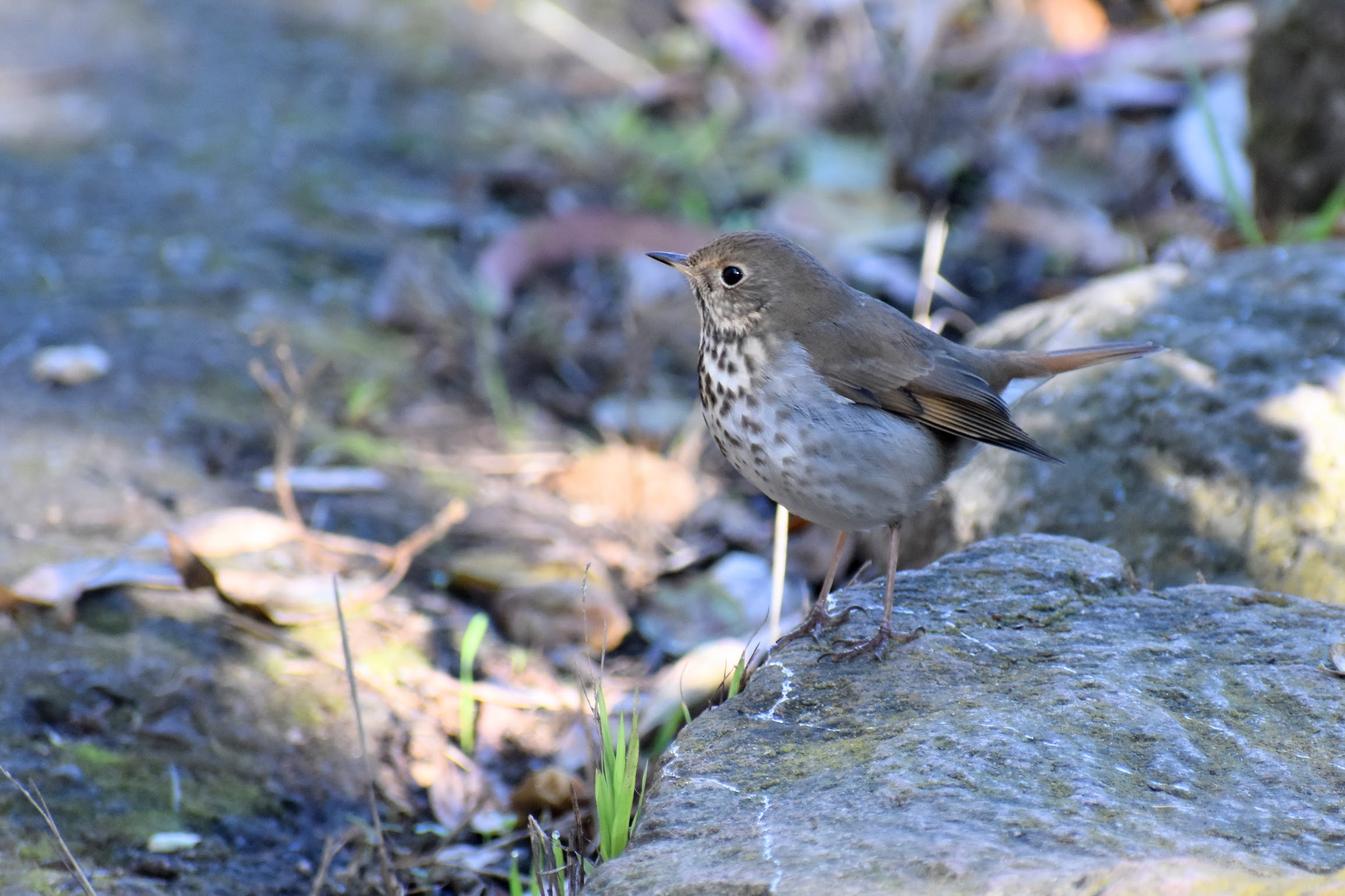 Hermit Thrush, San Francisco, CA