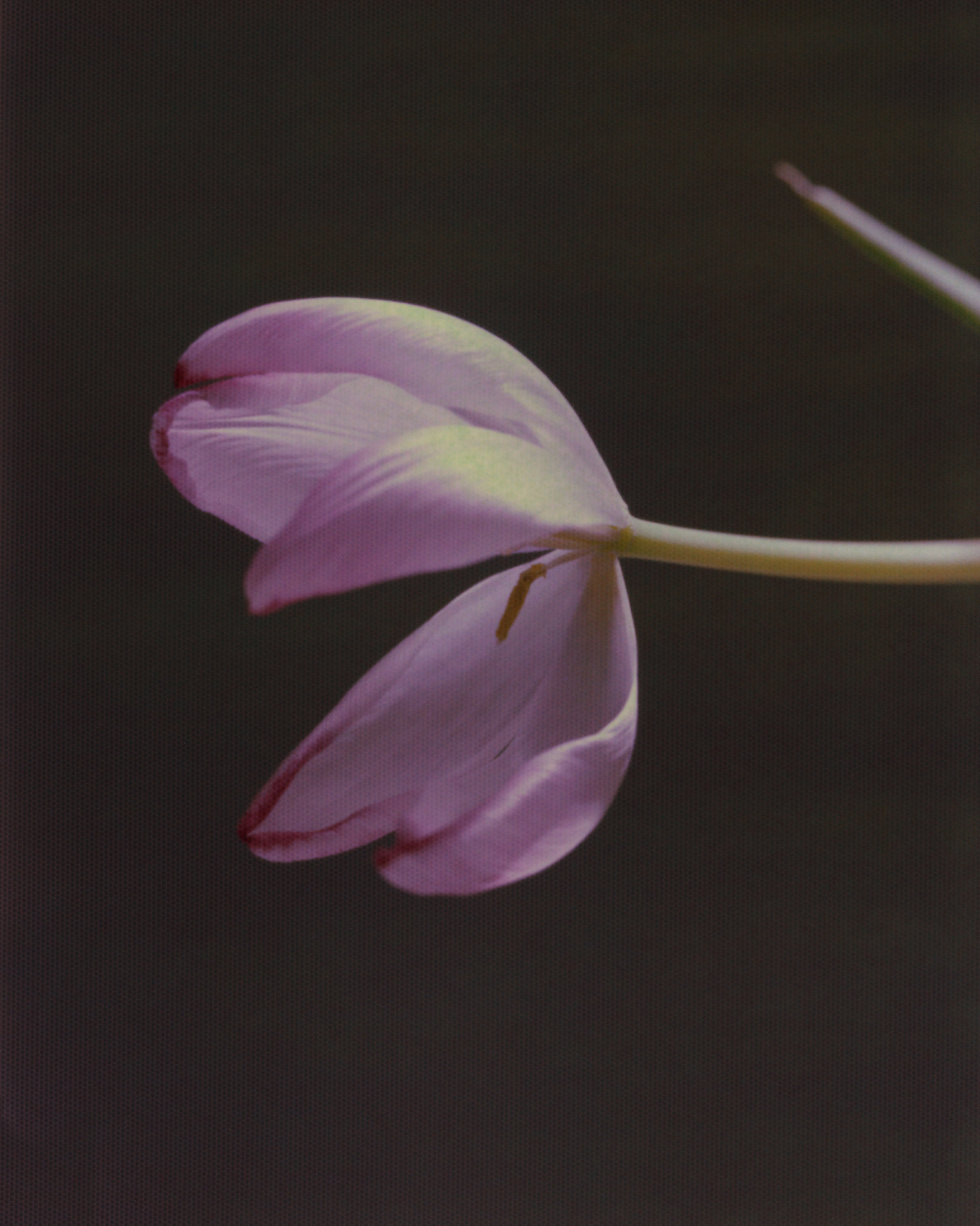 Restoration to a Better Past 2020/21