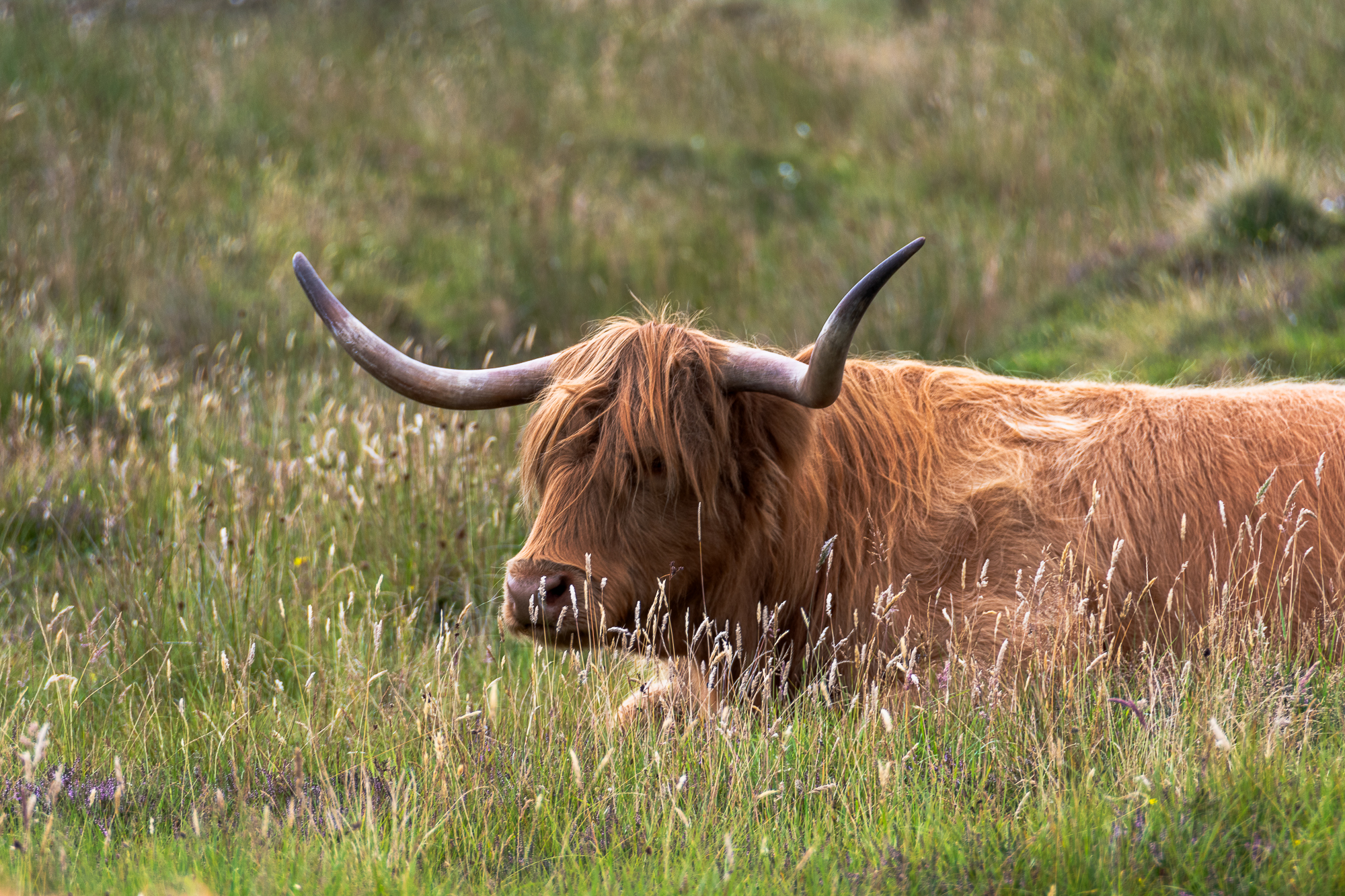 Highland cattle
