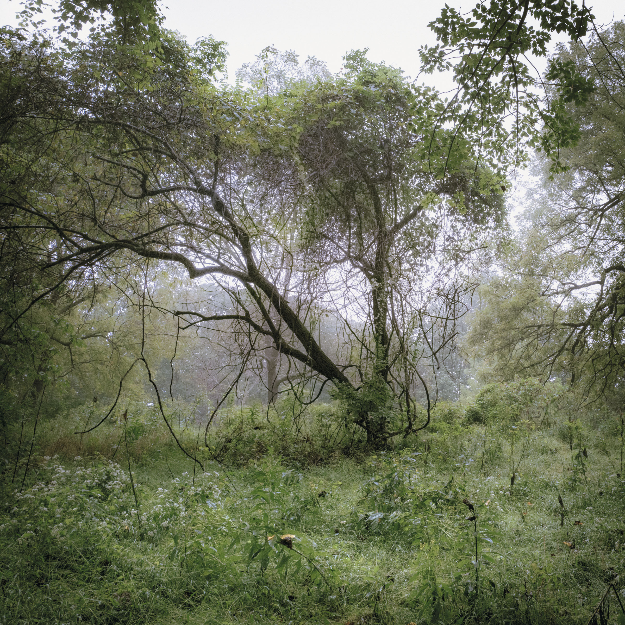 Some Imaginary Balance / Weeping Tree