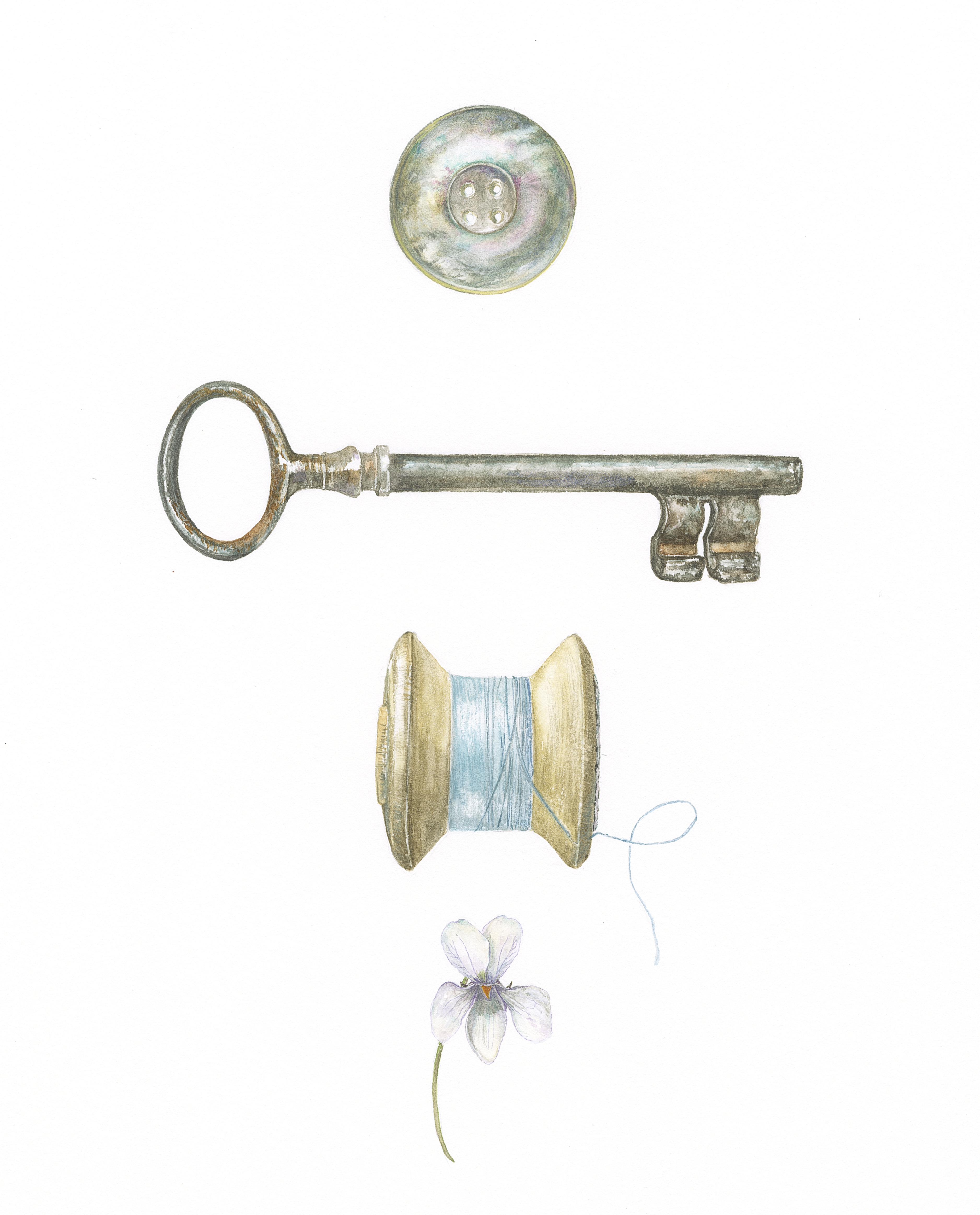 Button, key, cotton and Viola odorata 'alba'