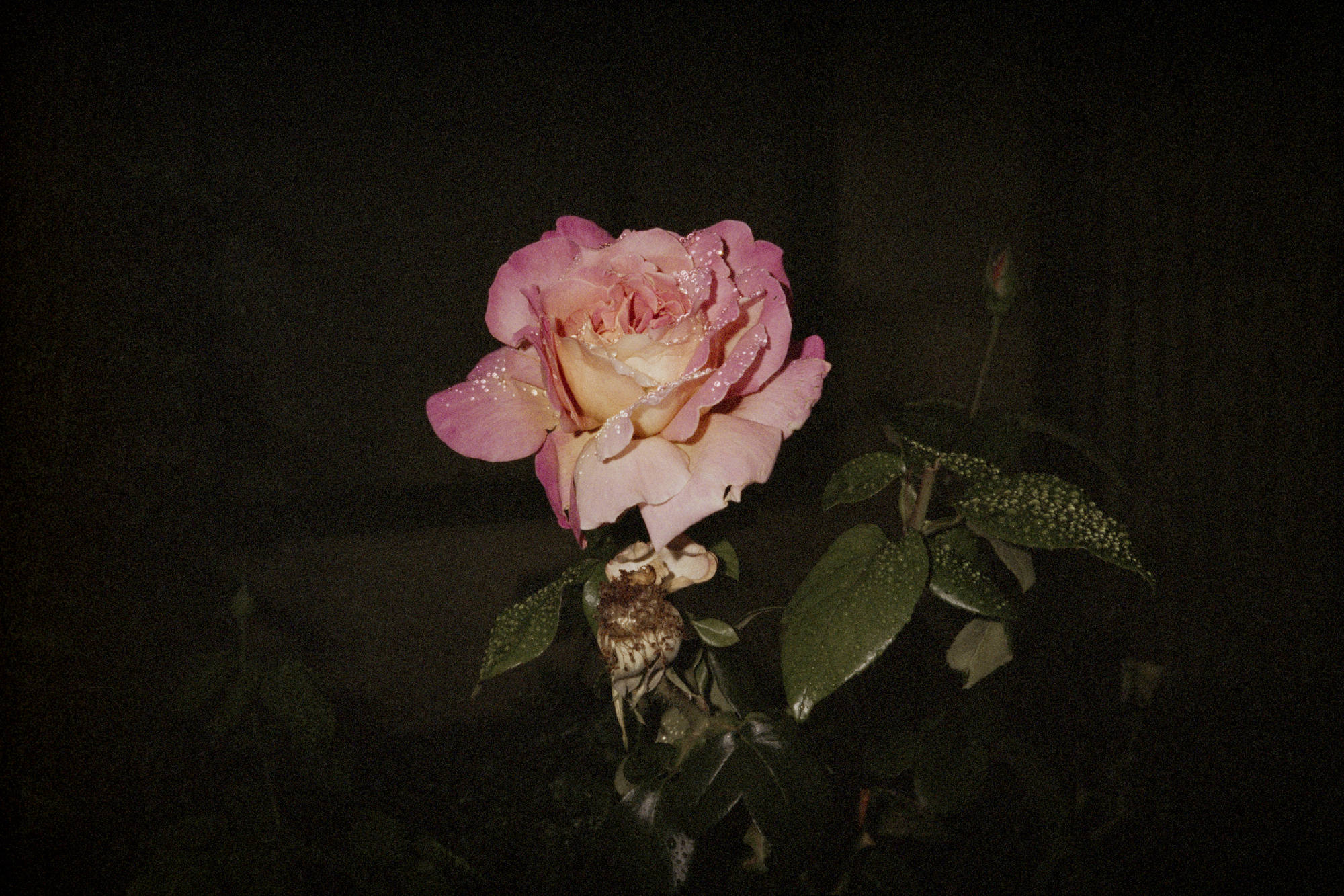 bloom
