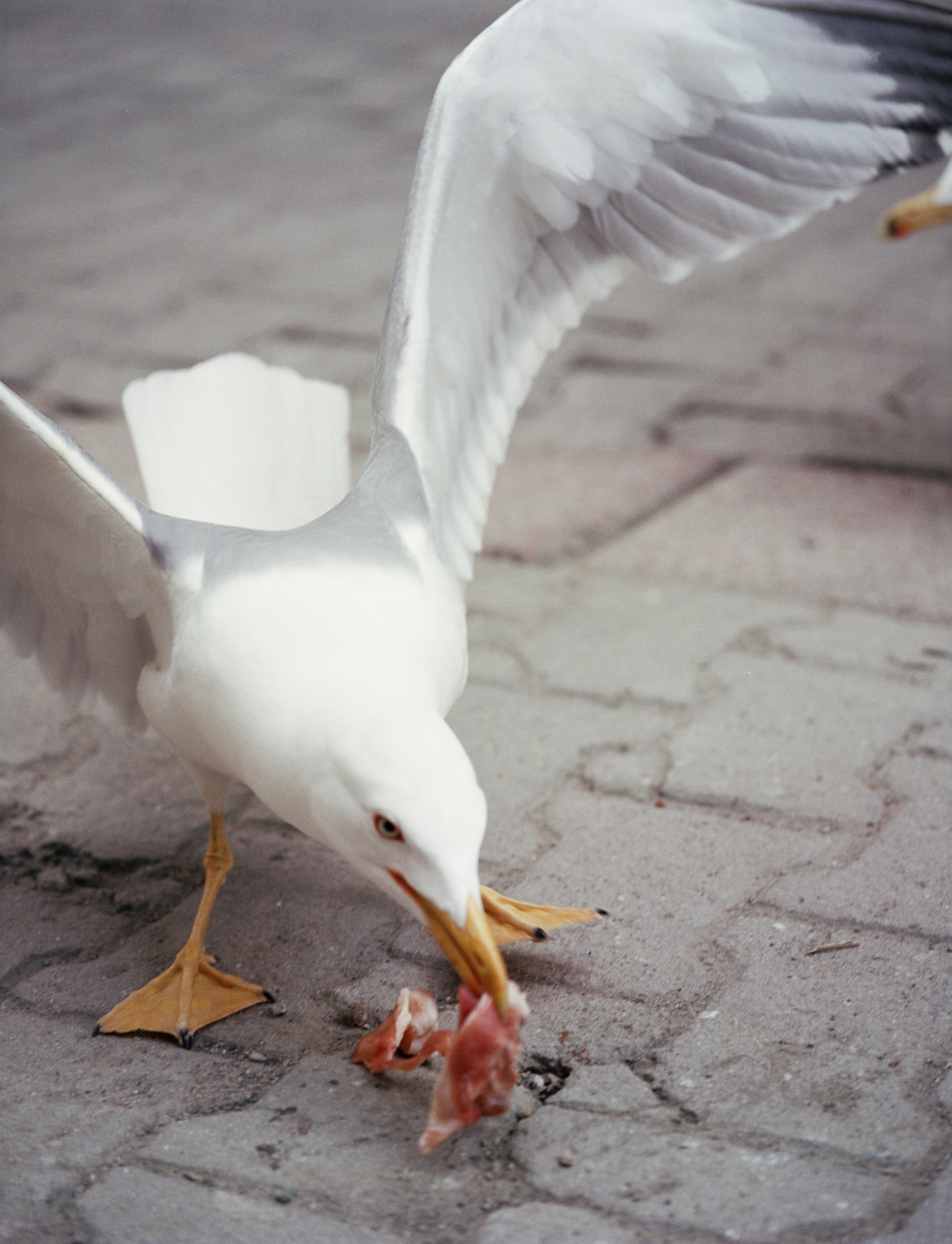 Some people say the cats own Istanbul, but that the true kings of the city are the seagulls. Always eating meat and garbage, they are a metaphor of the city itself, which lives on the deads.