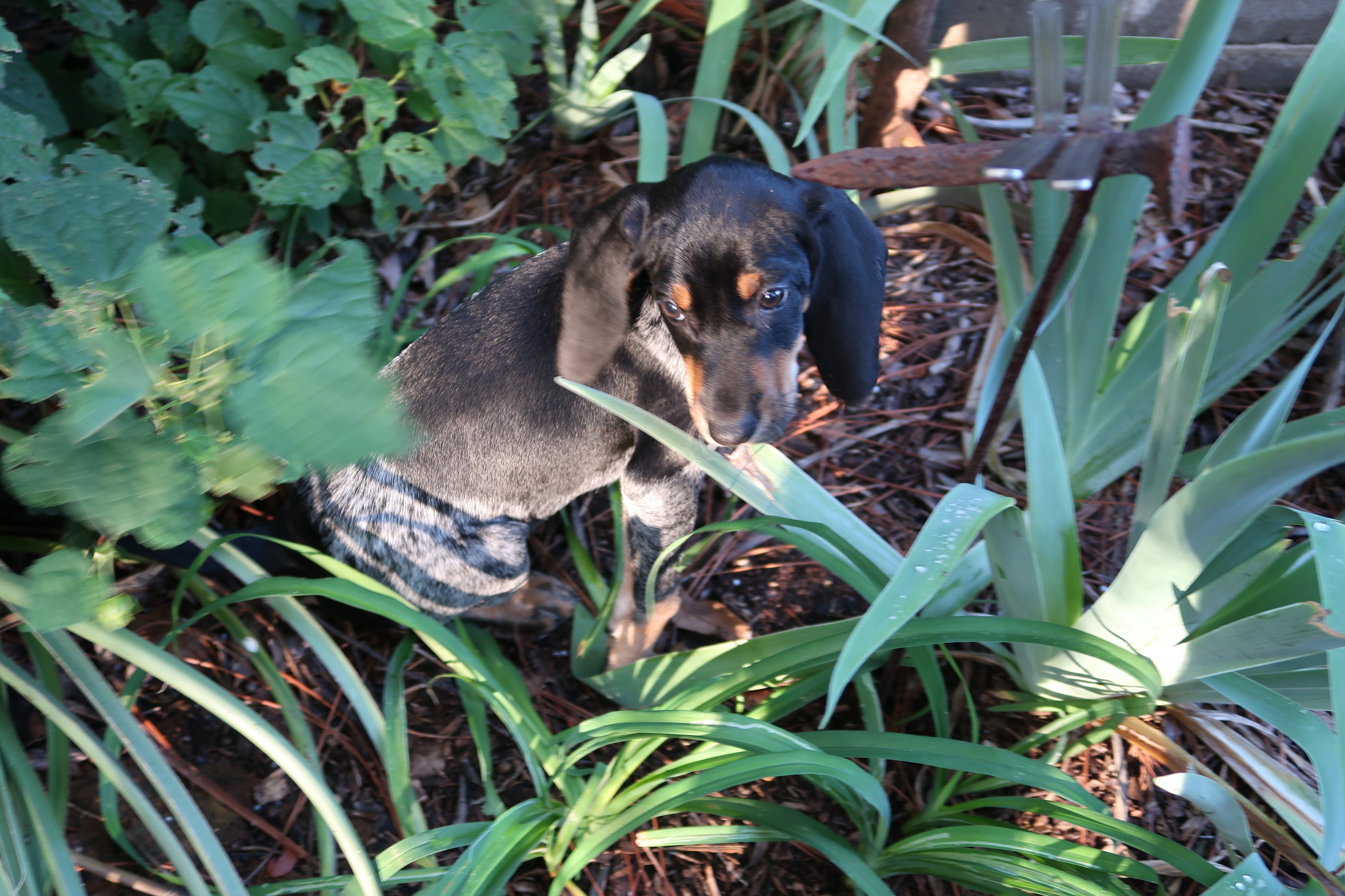 Clementine in plants