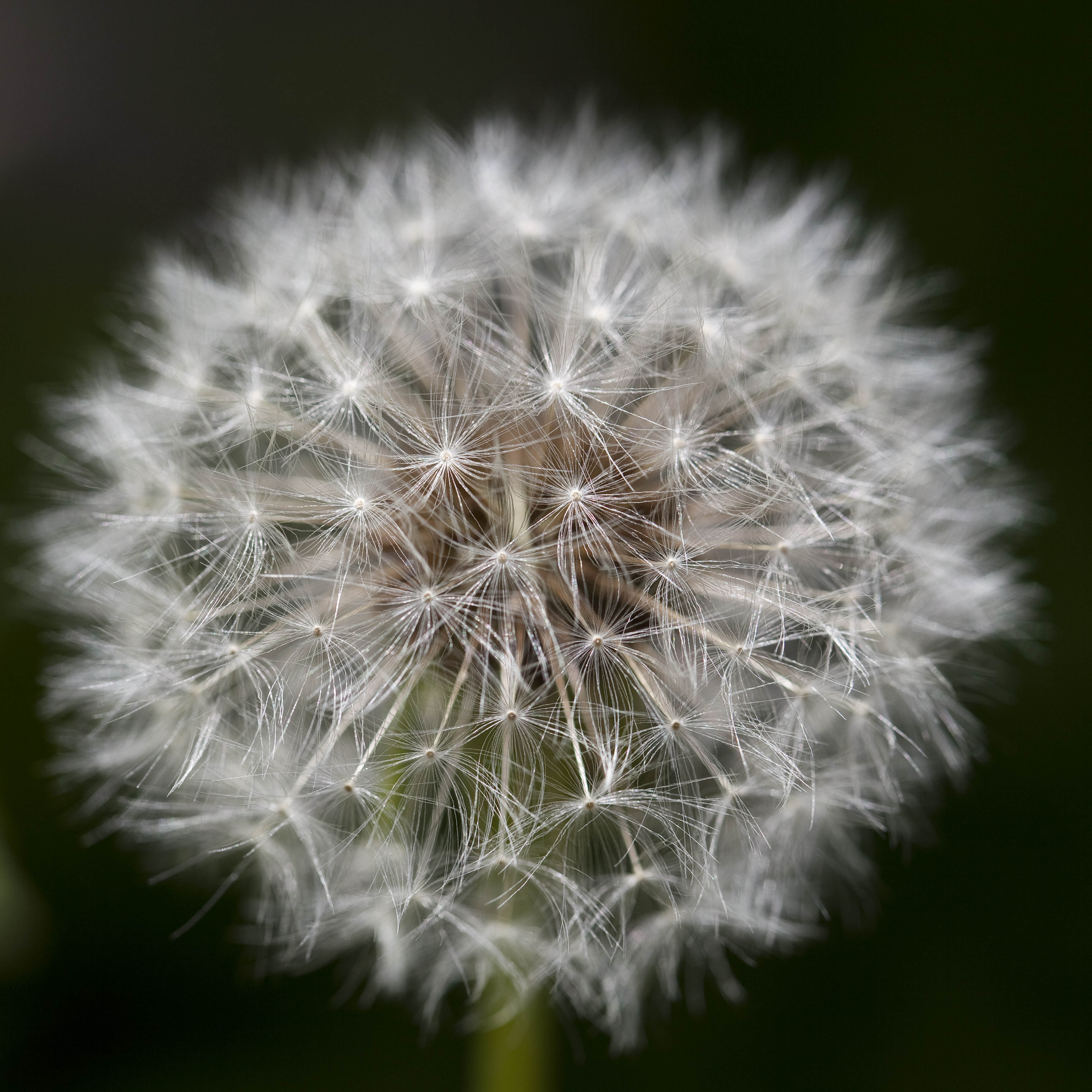 Dandelion clock