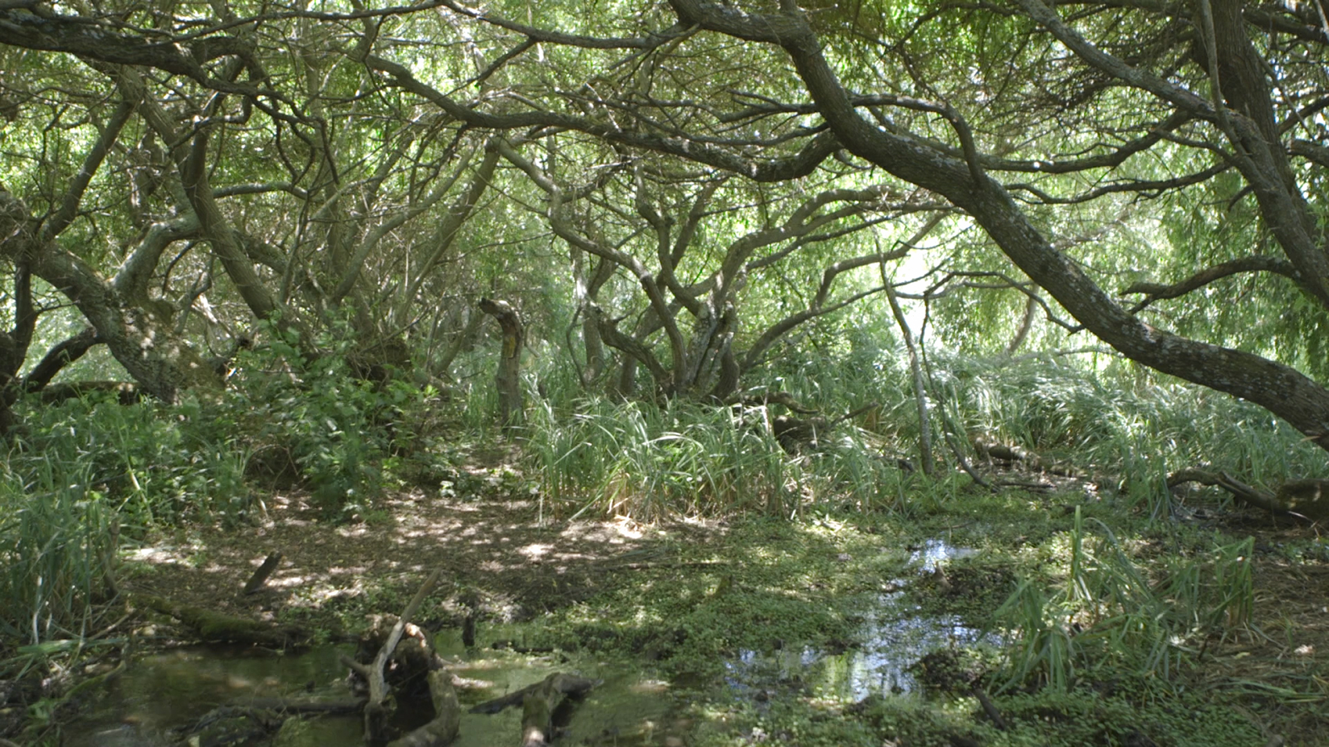 2021, Humo sobre los humedales. Video, approx. 90min. Film still. © Barbara Marcel