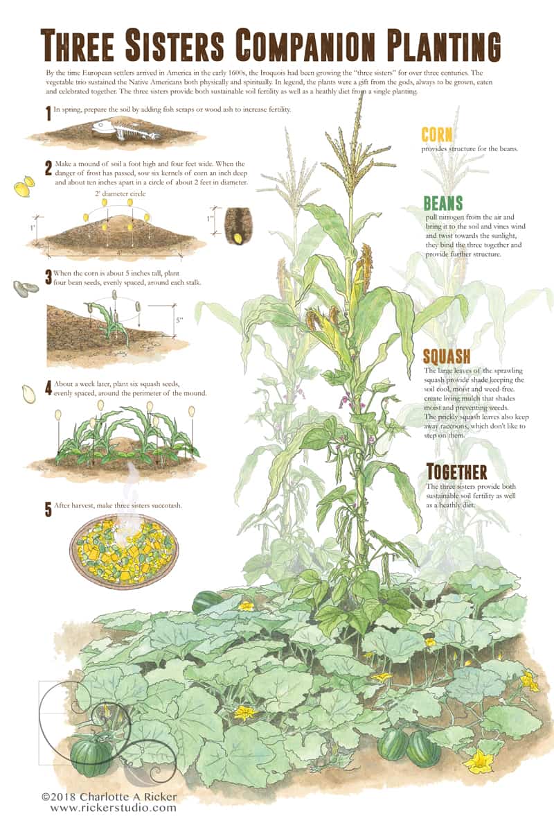 United States - Three Sisters: Companion Planting of North American Indigenous Peoples