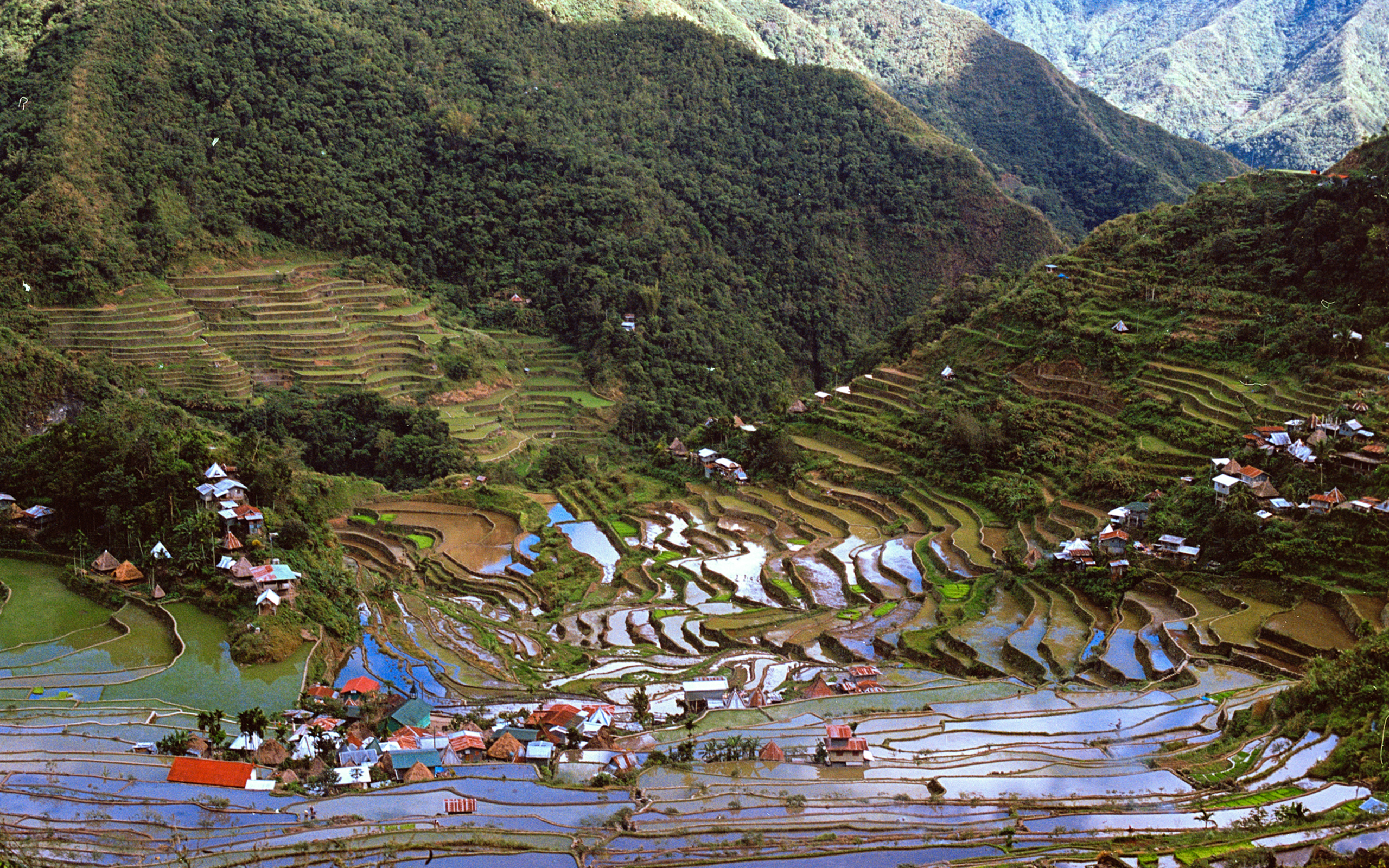 Rice terraces in Batad, Philippine Cordilleras.