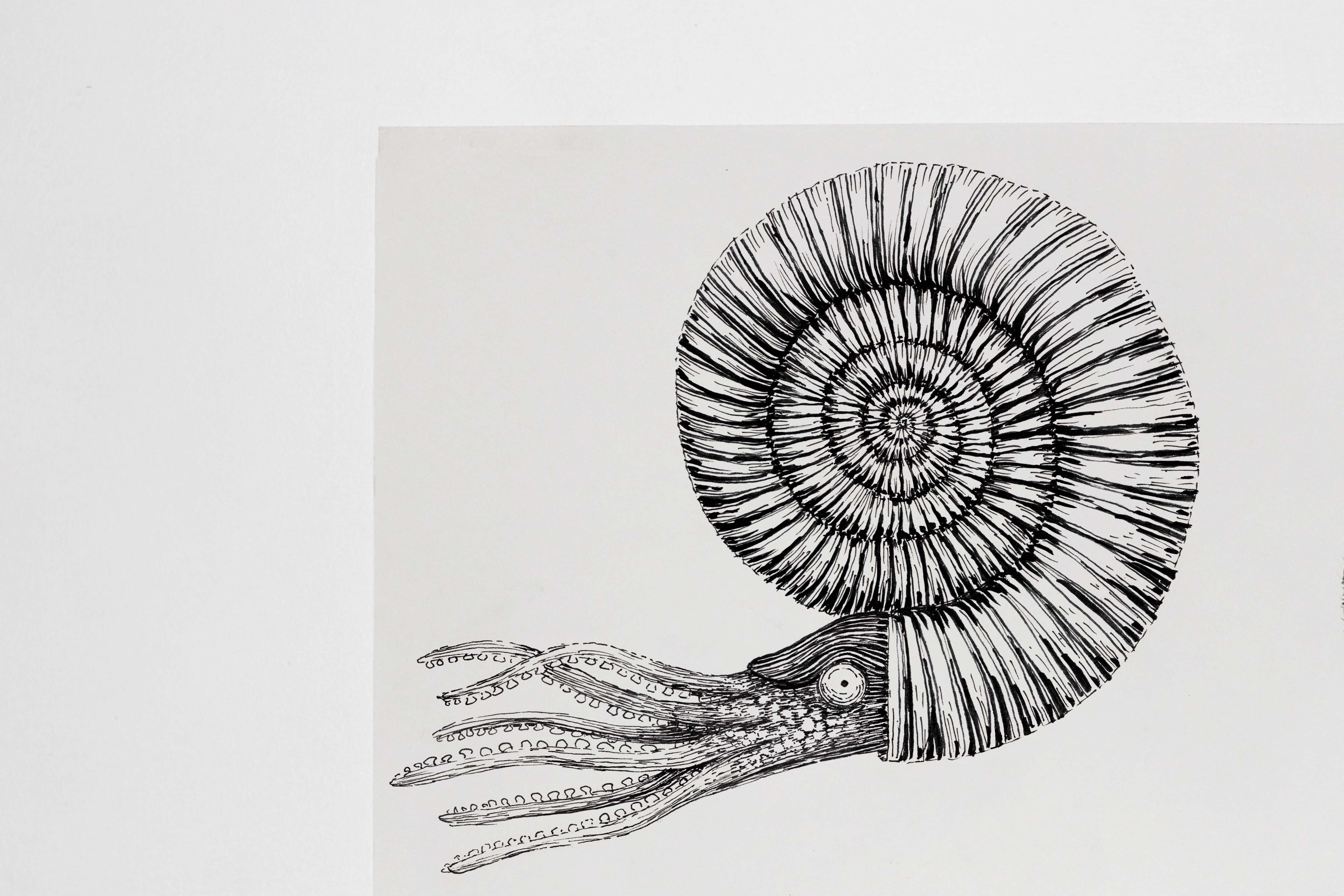 Titanites Giganteus, ink on paper, 420 x 297 mm - Buckinghamshire County Museum