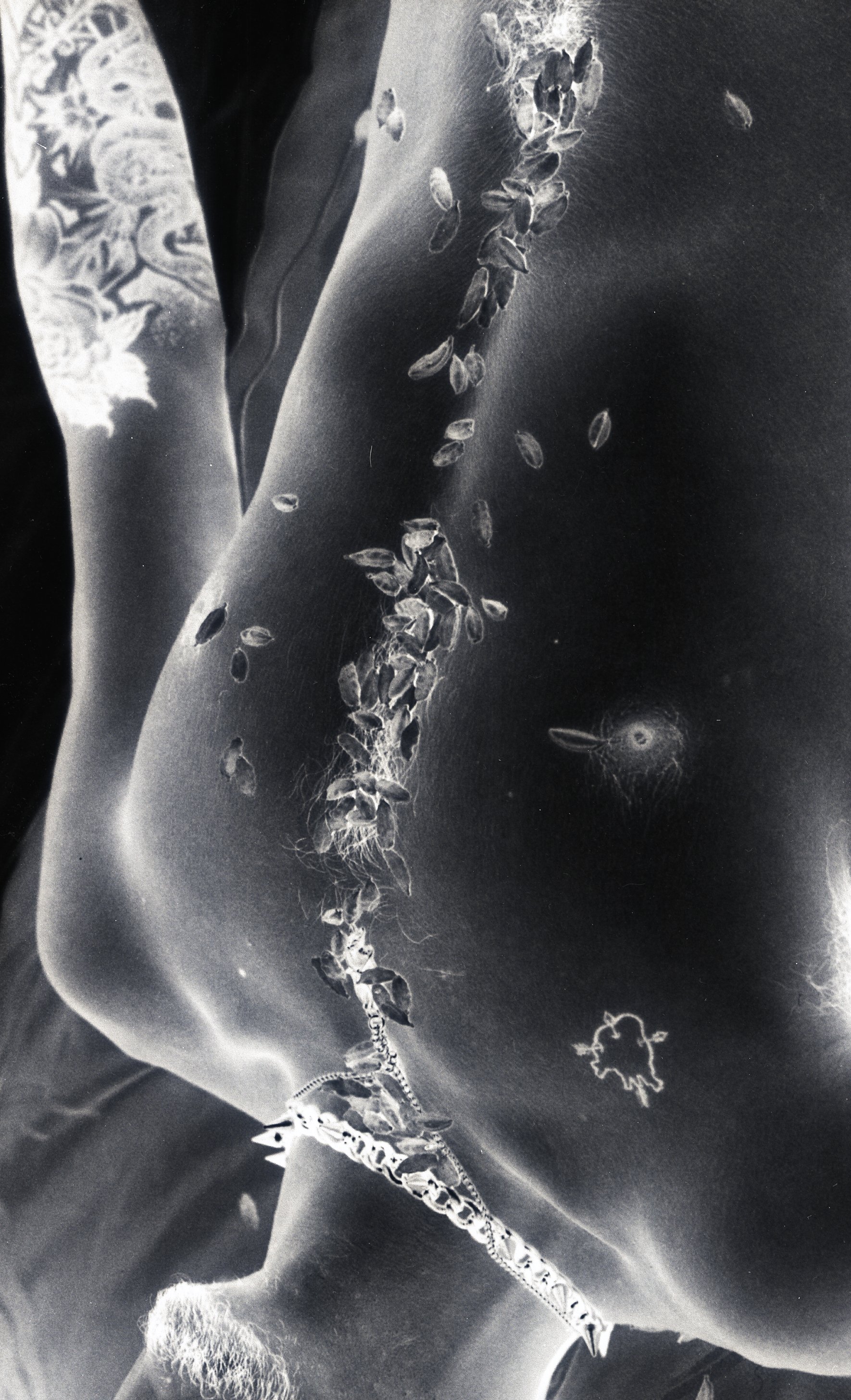 film transparency scan, 8 x 10 in. 2025.