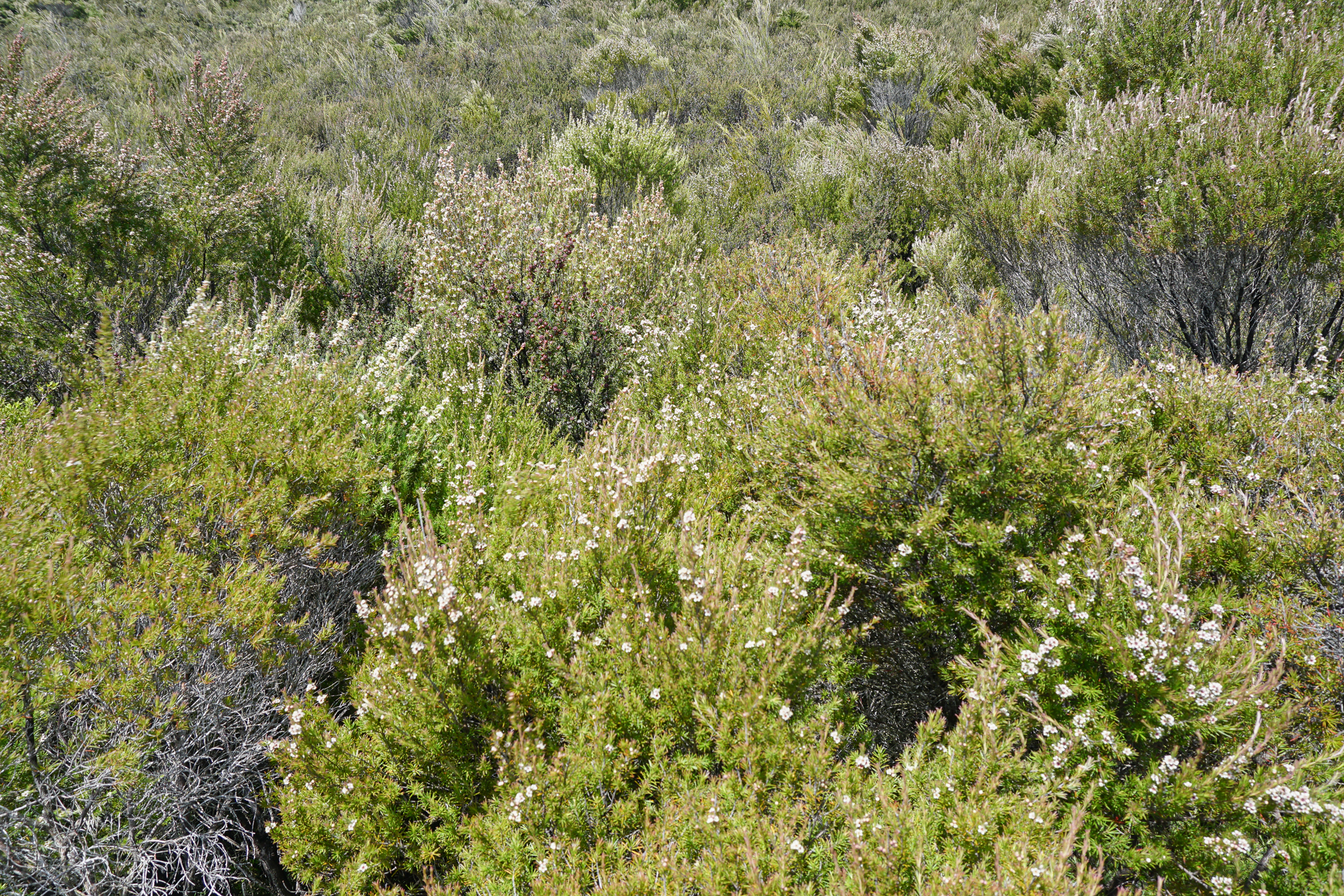 Regenerative tea tree shrubland, Gumdiggers Park.Photograph by M. H.