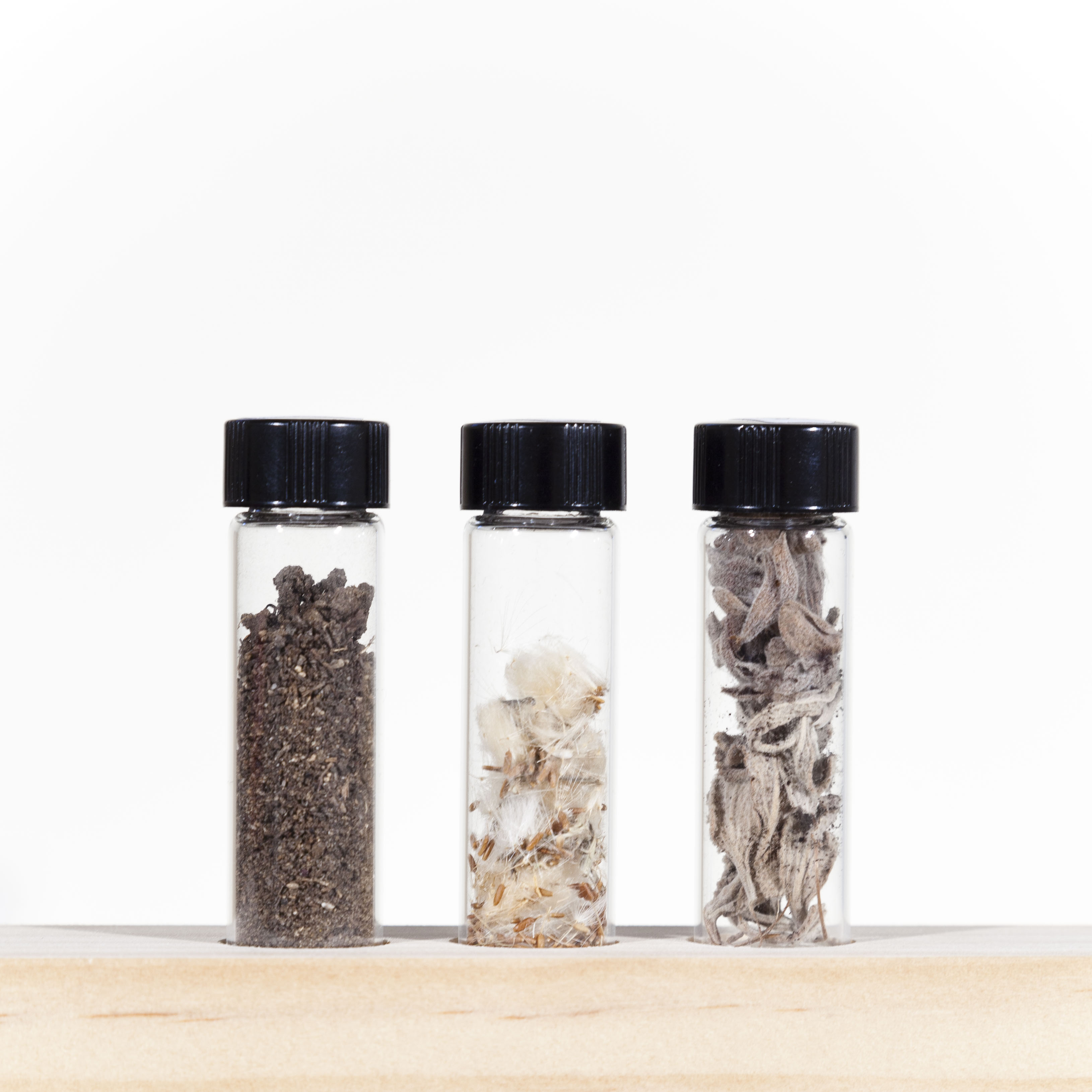 34. Dirt from the oldest part of the Angelous Rosedale Cemetery - Los Angeles 6/13 35. Dandelion seeds Angelous Rosedale Cemetery - Los Angeles 6/13 36. Salvia - Allen Chickering Sage.“You found you some bud I see.” Security Guard - Natural History Museum Los Angeles 6/13