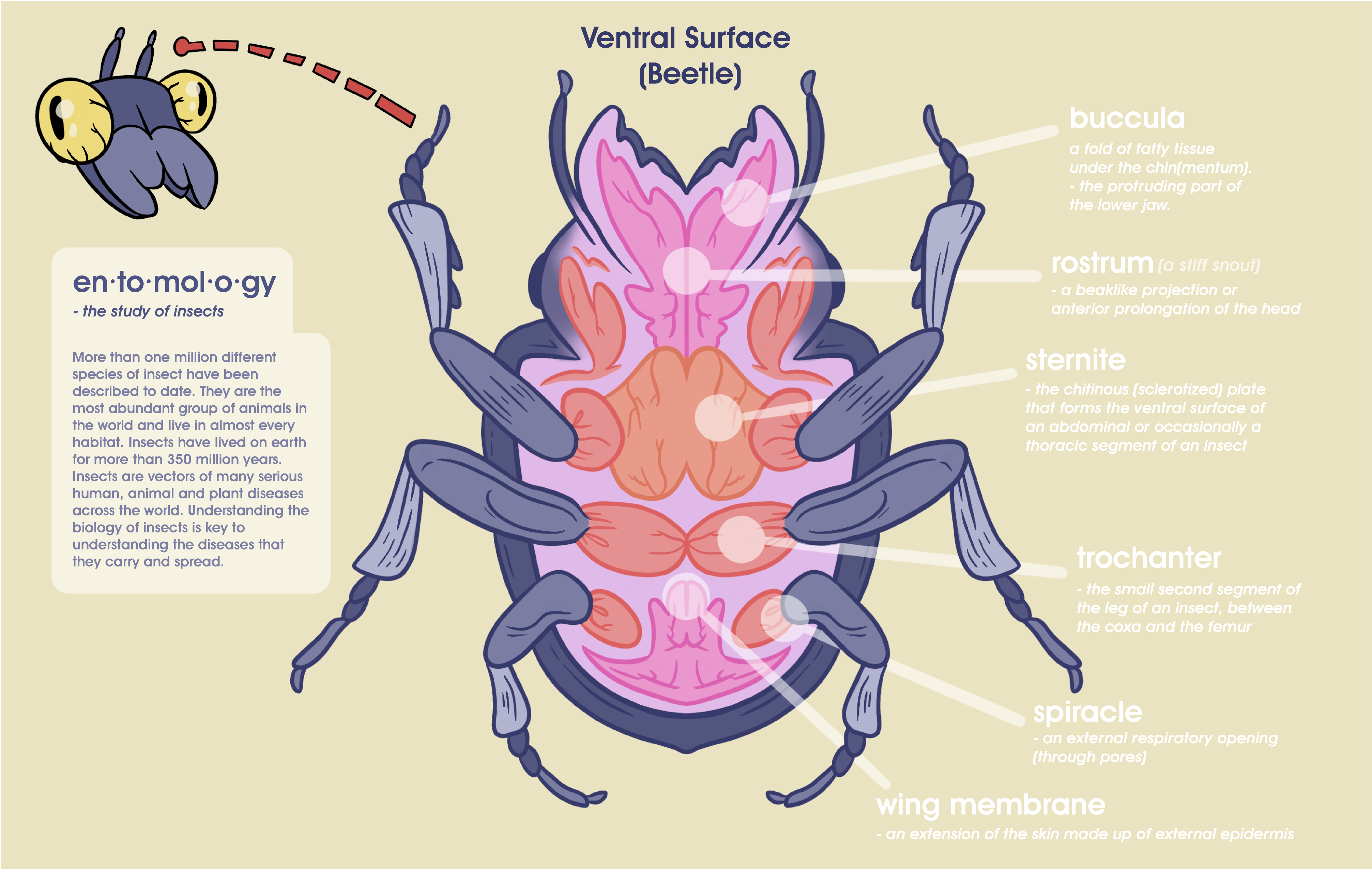 Beetle Anatomy - Comic Spread