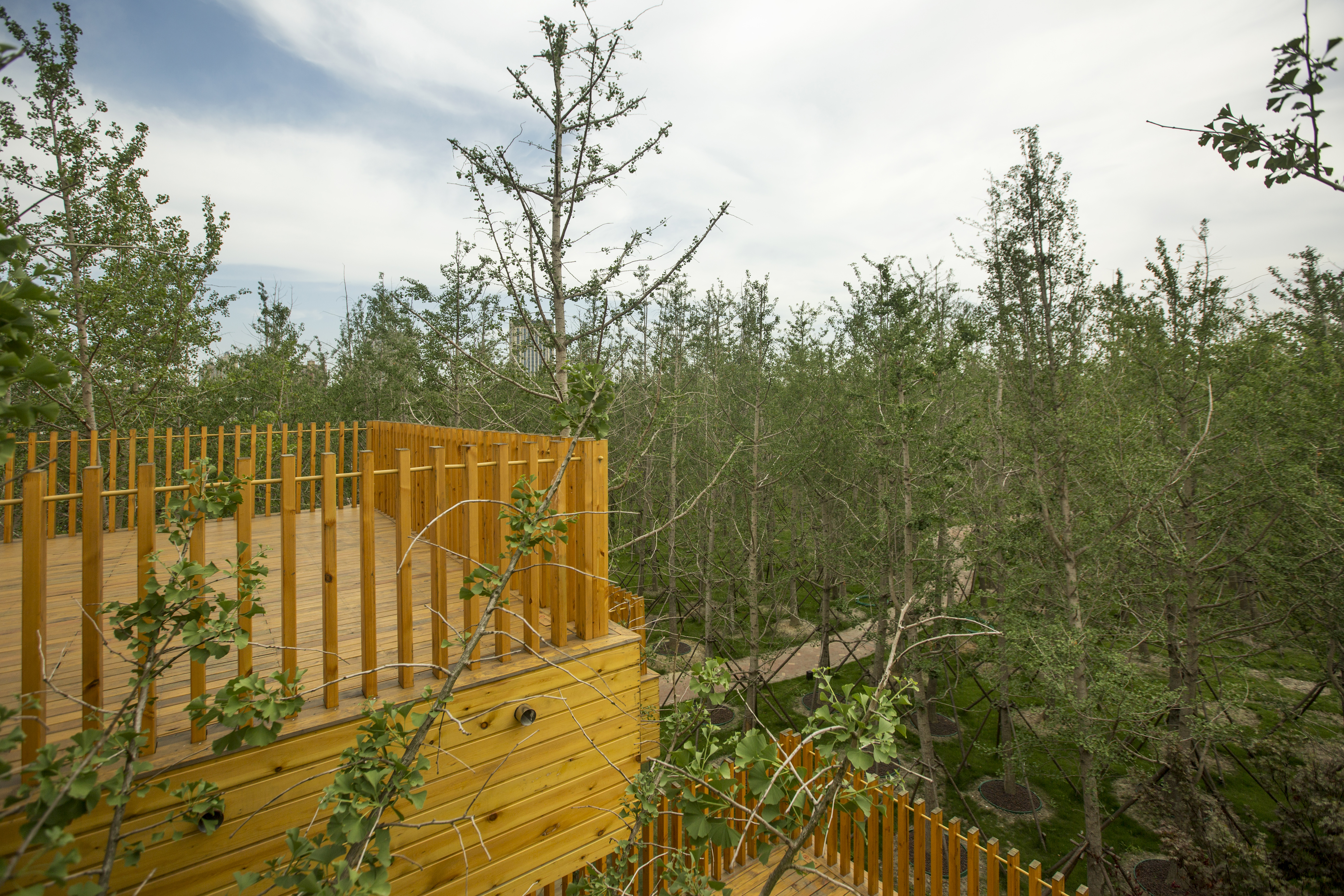 The Ginkgo tree has been cultivated in China for over 1,500 years and has a lifespan from a few centuries to over 1000 years.