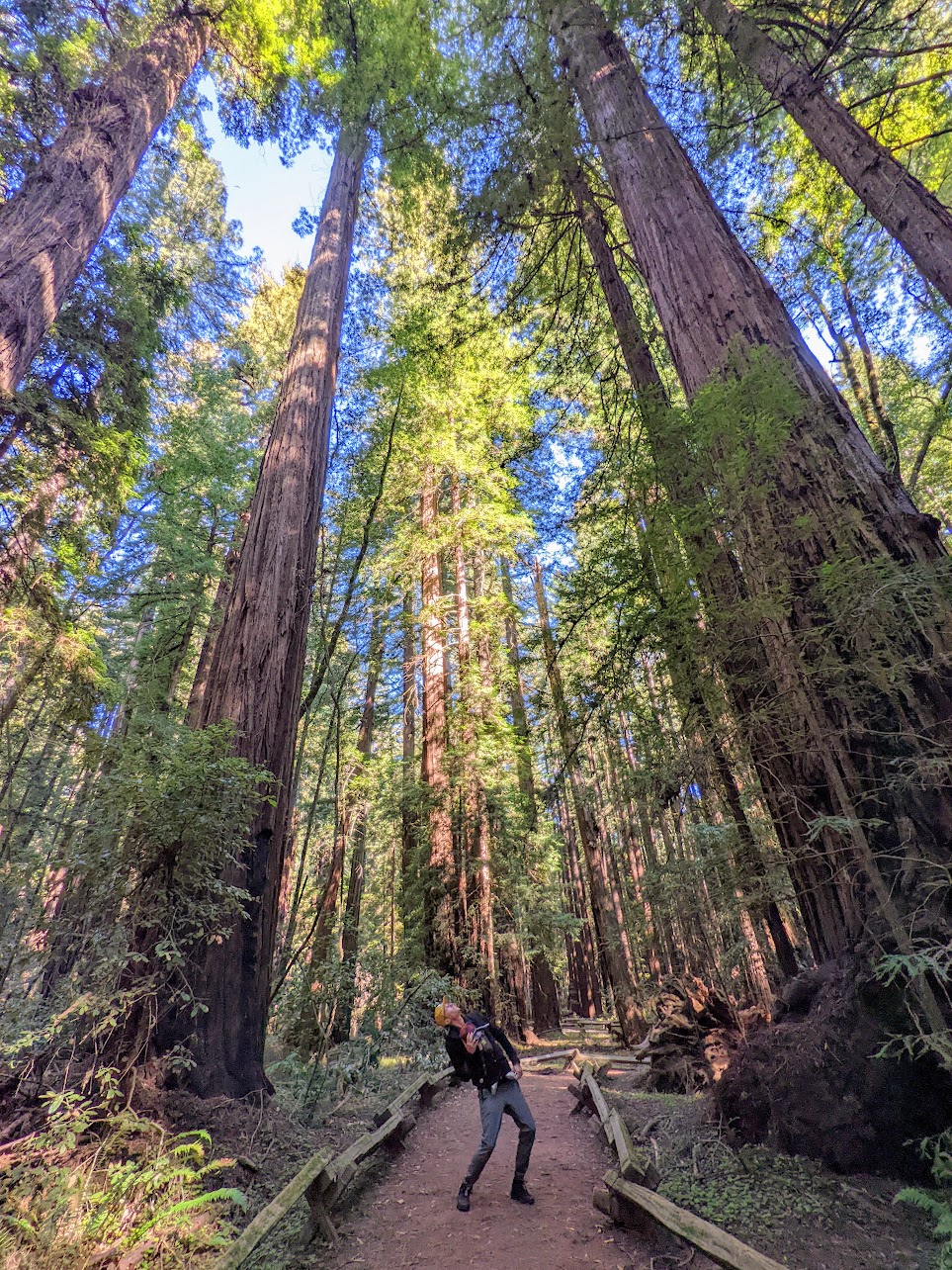 Muir Woods