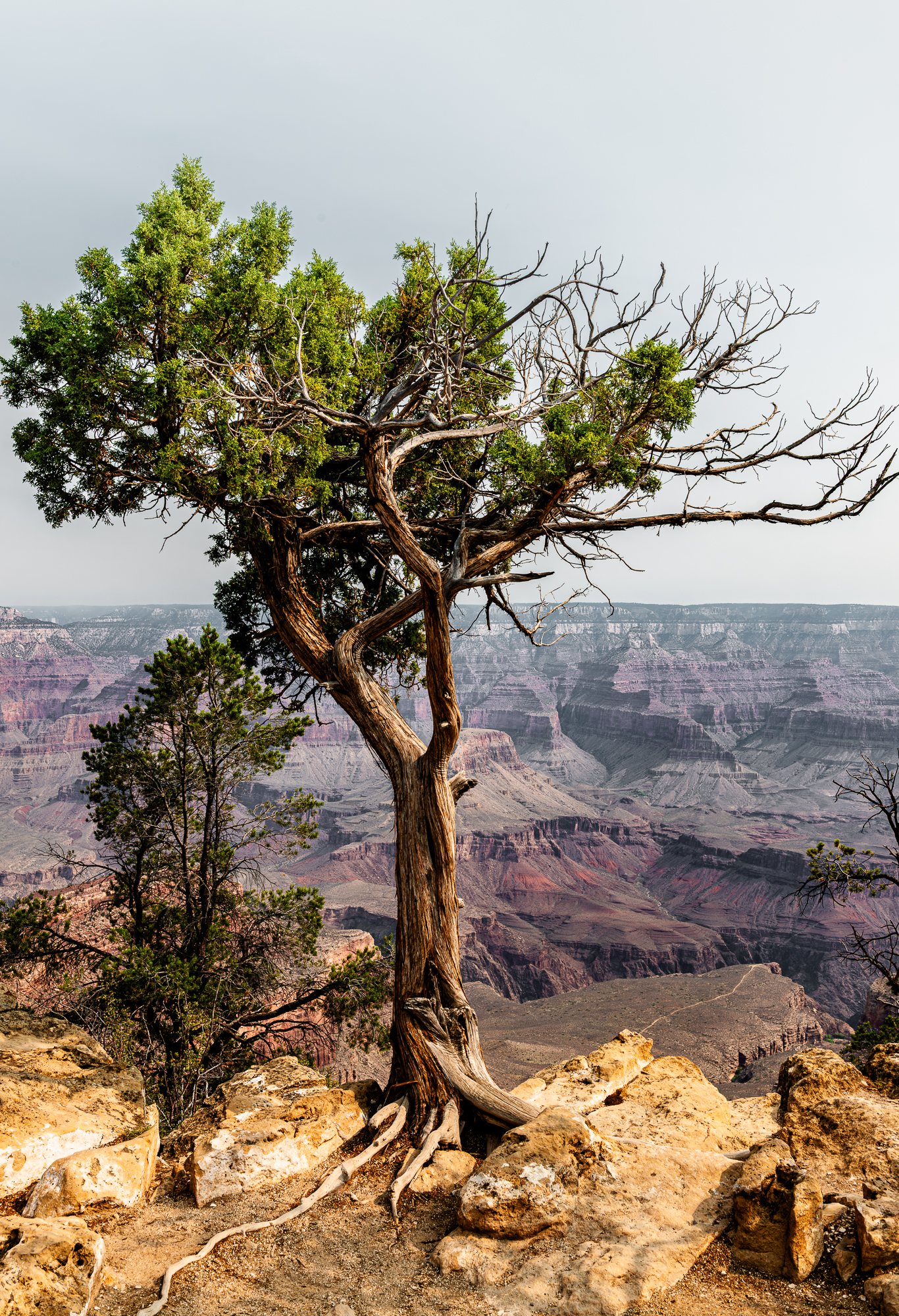 Parc National du Grand Canyon, nord de l’Arizona. Roches creusées par le fleuve Colorado (1,7 milliard d’années).  Des falaises de 1,6 km de profondeur et un canyon de 446 km de long et 29 km de large.