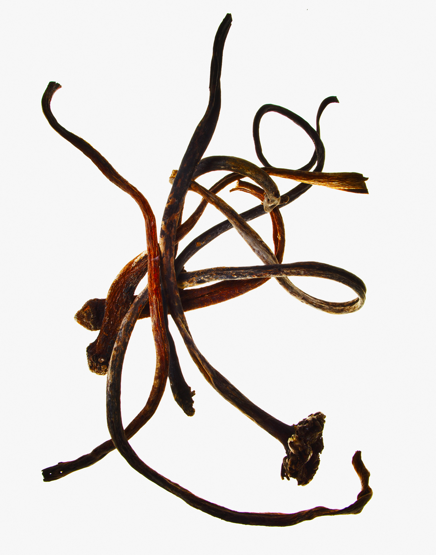 Yosemite Still Life, 2006